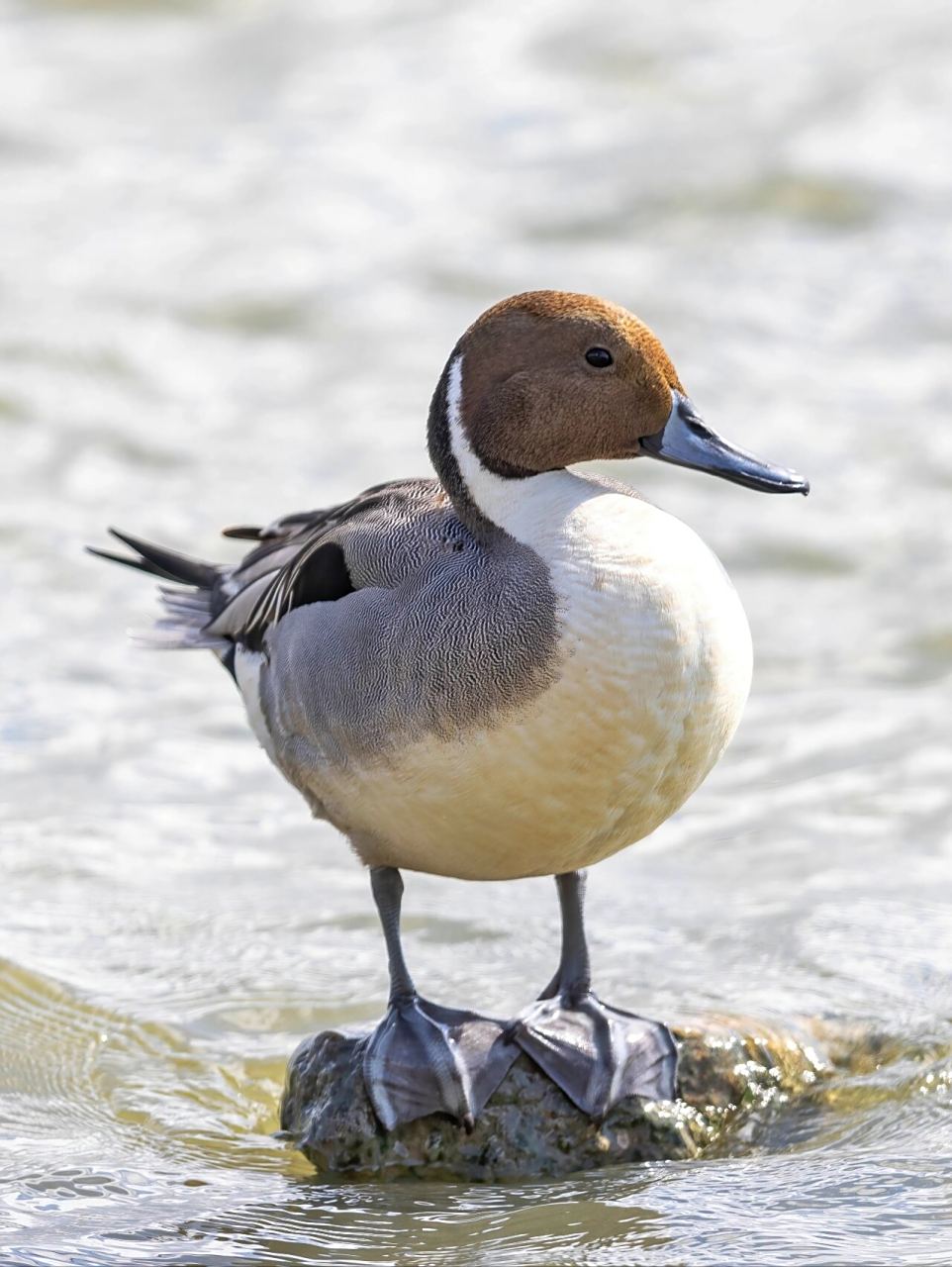 这只鸭子尾巴一根针 | 针尾鸭 原创拍摄于深圳湾 	 针尾鸭,雁形目鸭科