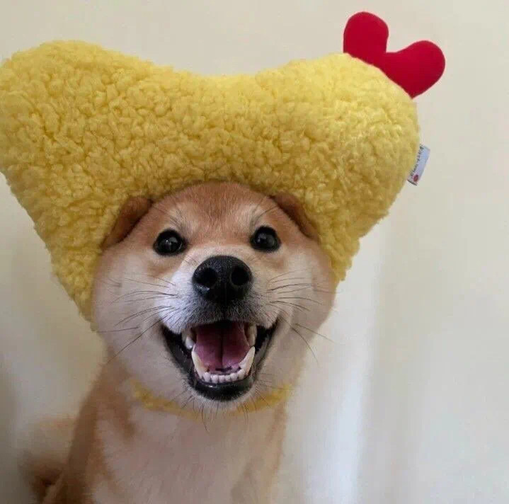 98 可爱狗狗头像 情侣头像 闺蜜头像 可爱头像 狗狗头像 简直太可爱