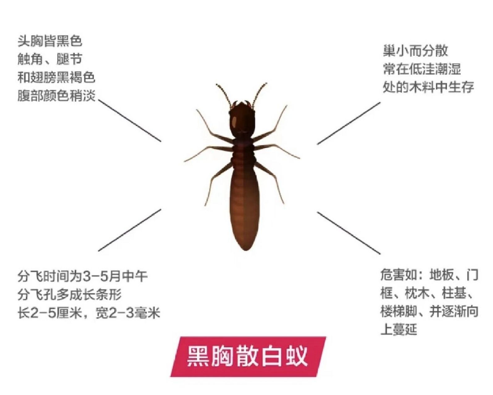 7115黑胸散白蚁 头胸皆黑色触角,腿节和翅膀黑褐色,巢小而分散常