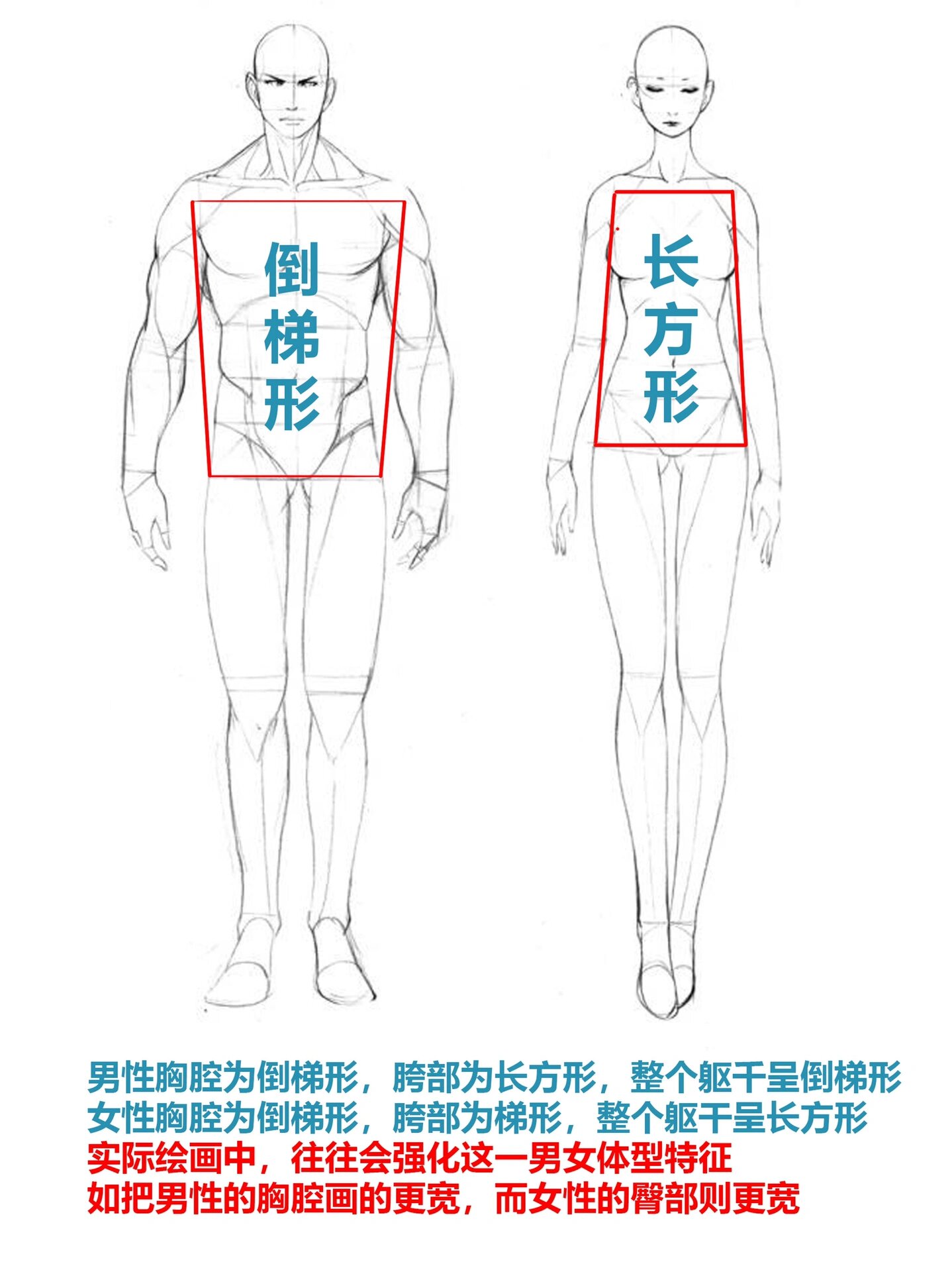 男女人体差异12/100