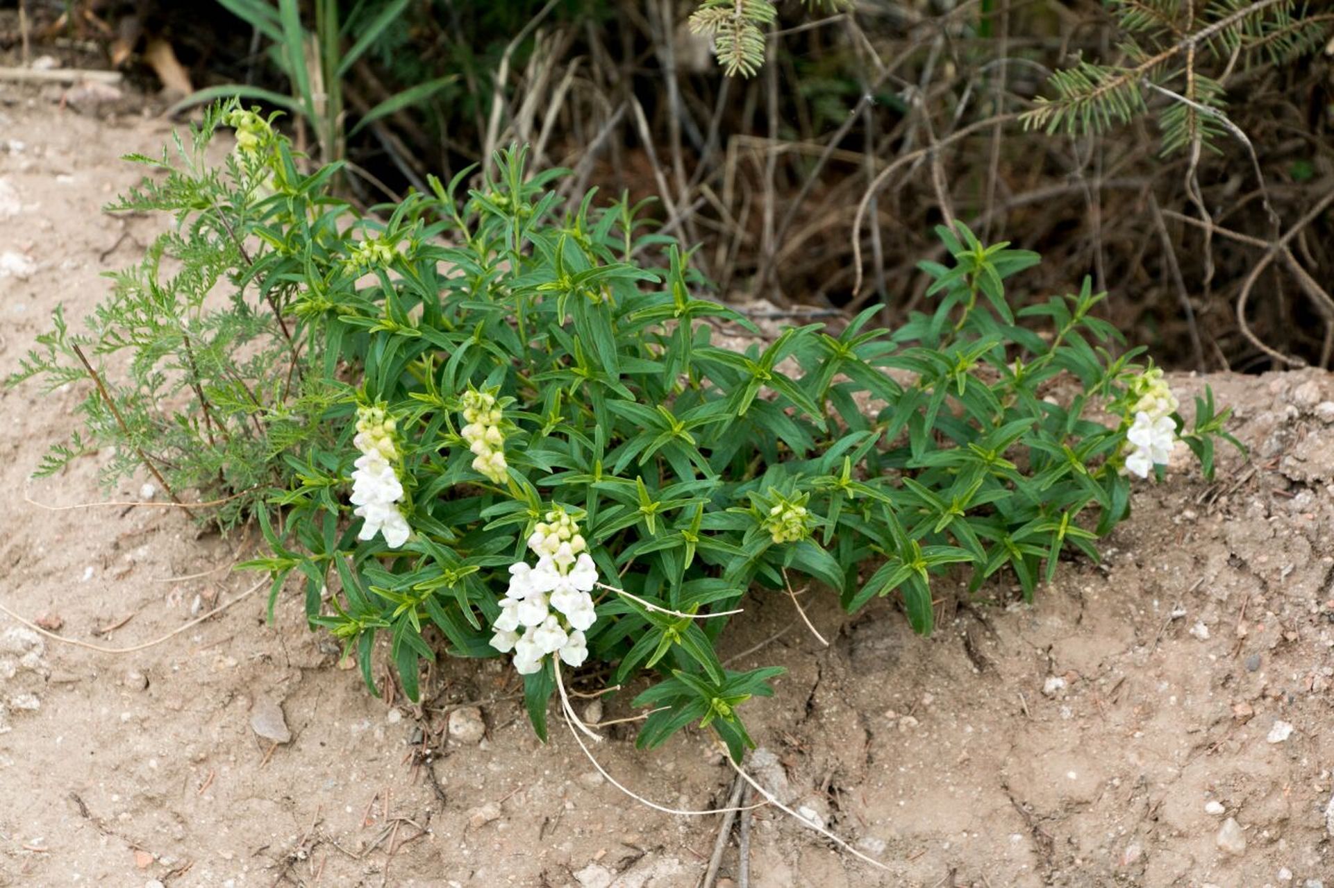 内蒙植物——并头黄芩 并头黄芩(学名:scutellaria scordifolia fisch