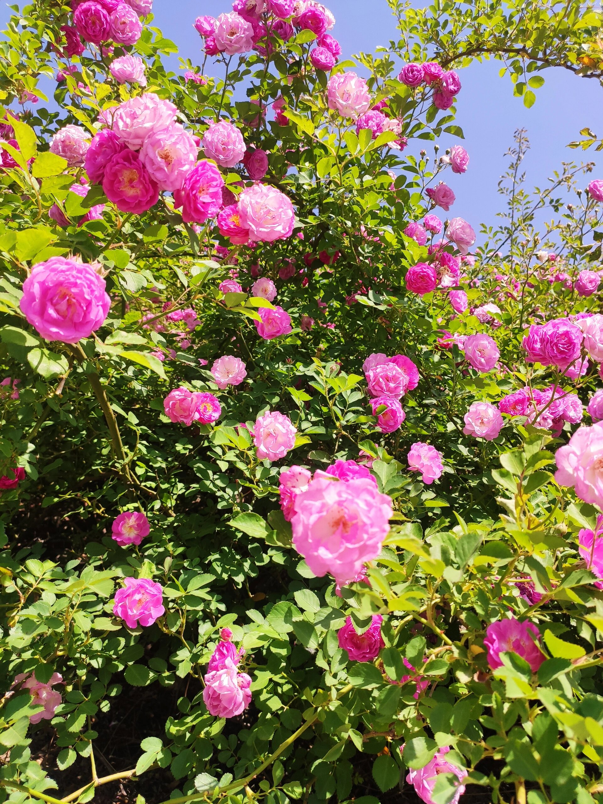 认识植物‖七姊妹蔷薇花 原来这种植物叫七姊妹,花语是团结友爱,真