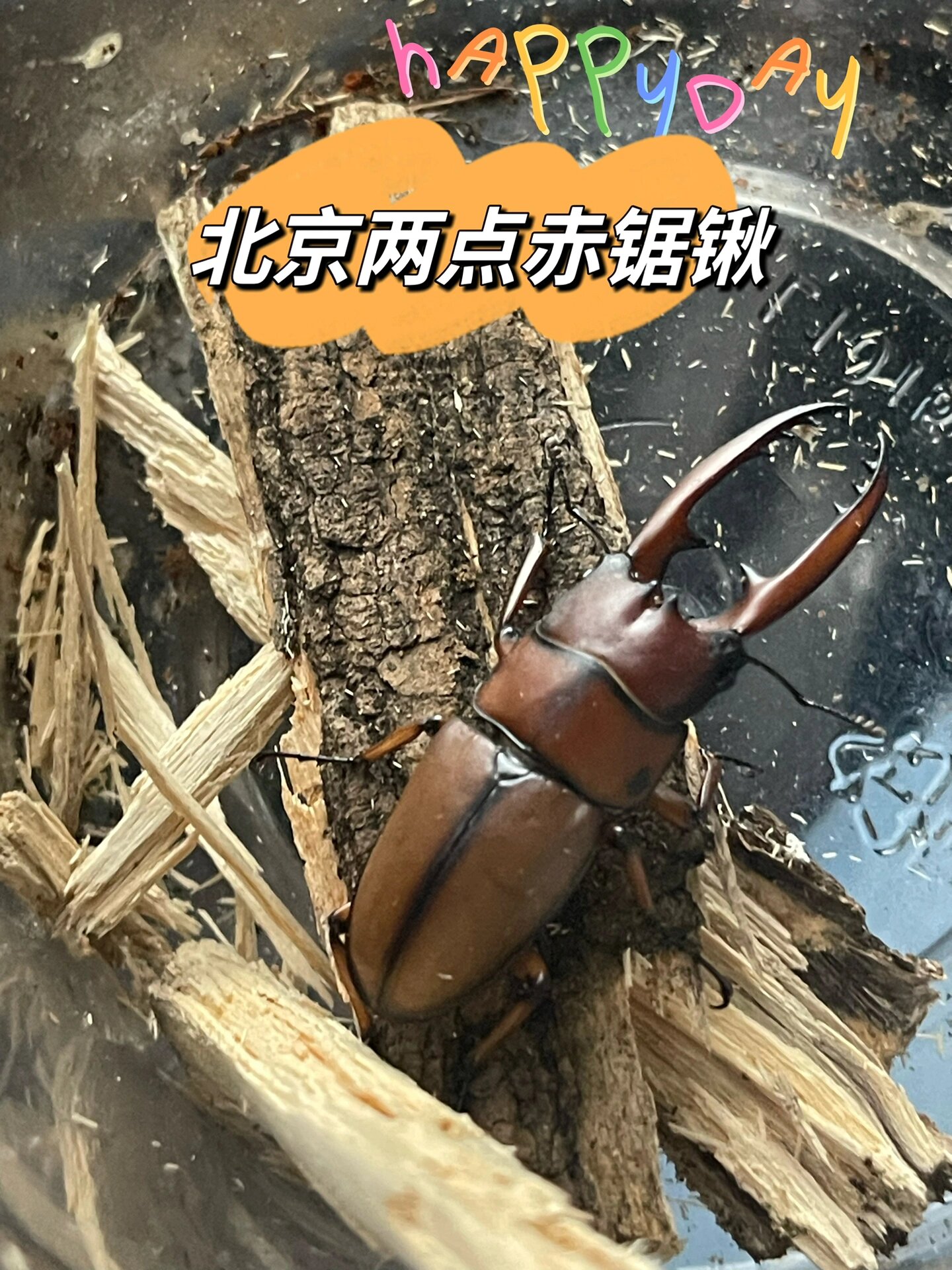总算亲自找到北京明星甲虫