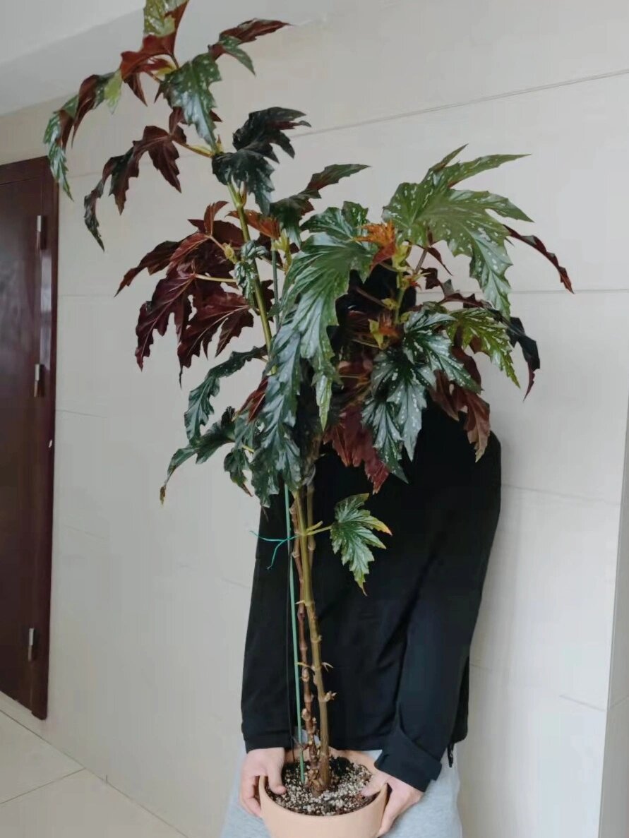 秋海棠长太大了也是一种困扰 目前家里的裂叶玫瑰秋海棠和苏菲塞西尔