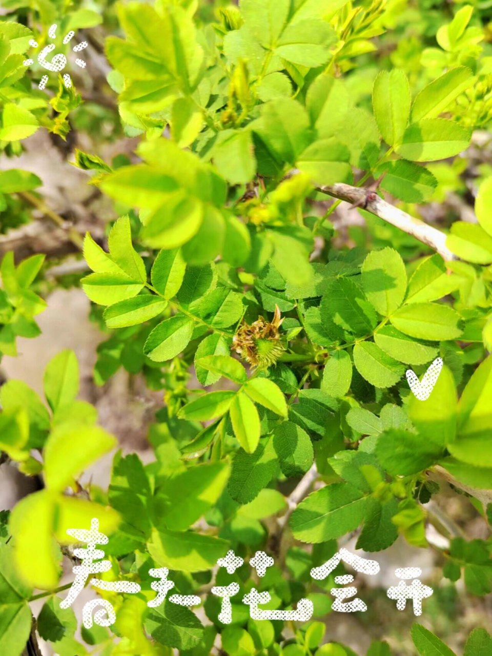 唯一区别的办法就是看刺梨的花苞,刺梨的花苞也有很多细小的刺,这是