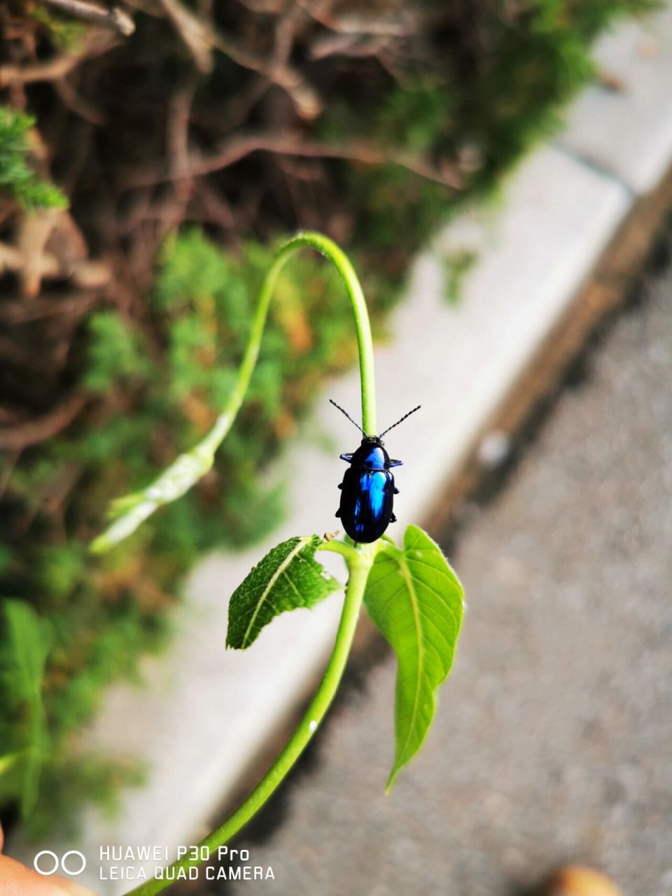 补充两张蓝金花虫 从照片水印看,差不多得两三年才能遇见一次吧09