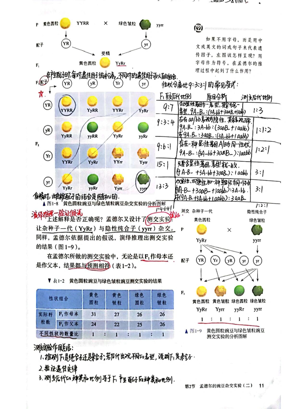 相对性状图片