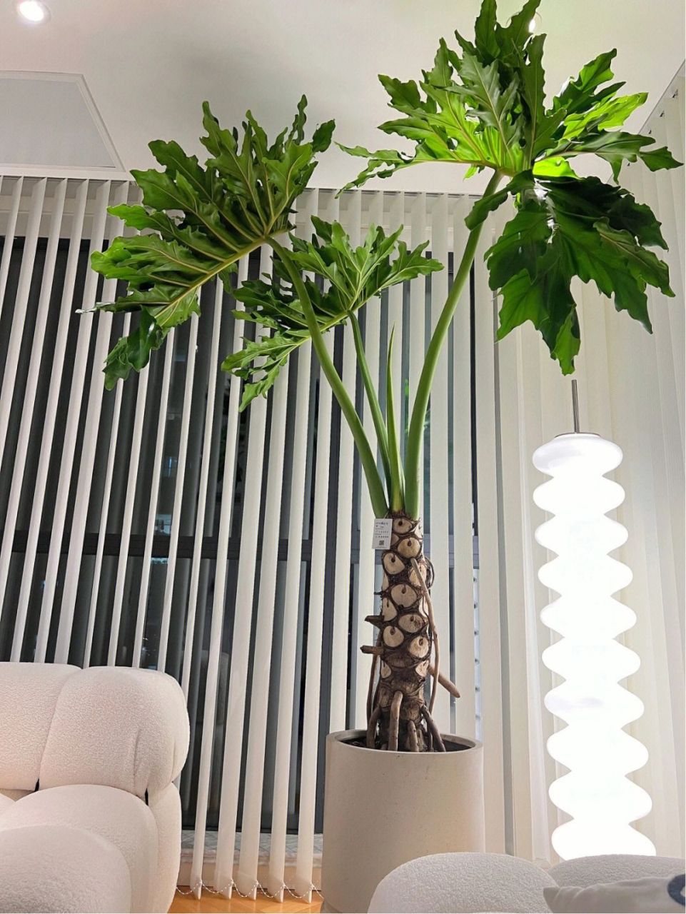 春羽和龟背竹有什么区别?