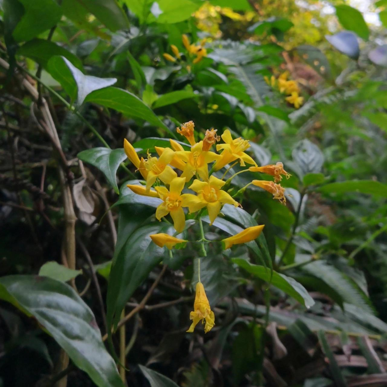 钩吻:传说中的断肠草!  别玩它,剧毒!