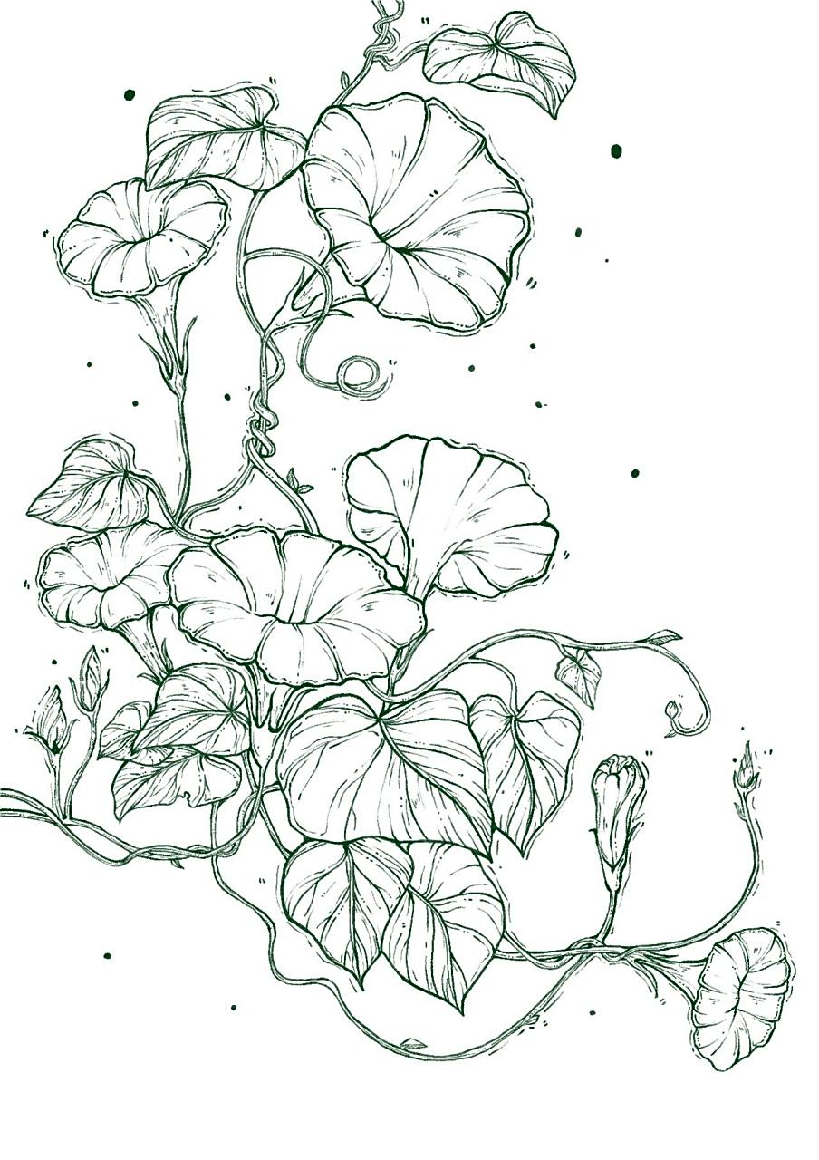 牵牛花[17/365]  #  原图