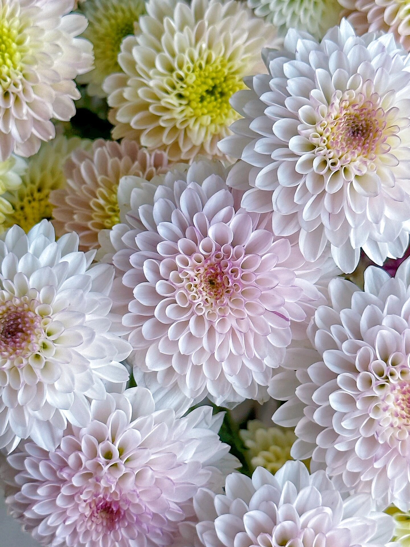 爆球系列小菊 科隆香水,马蒂斯,白苹果,黄苹果,紫妍99言初花坊