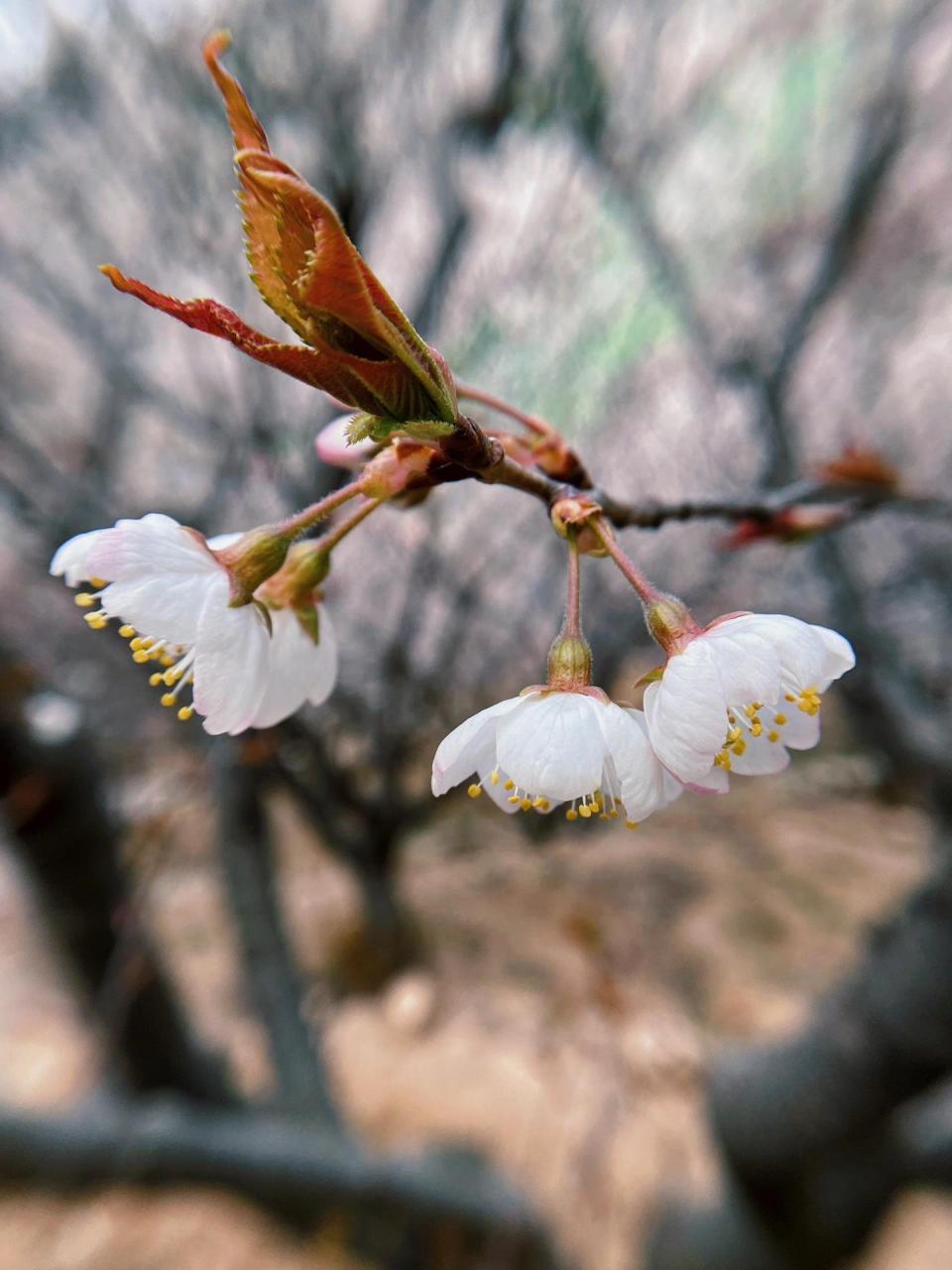 樱花和樱桃花图片