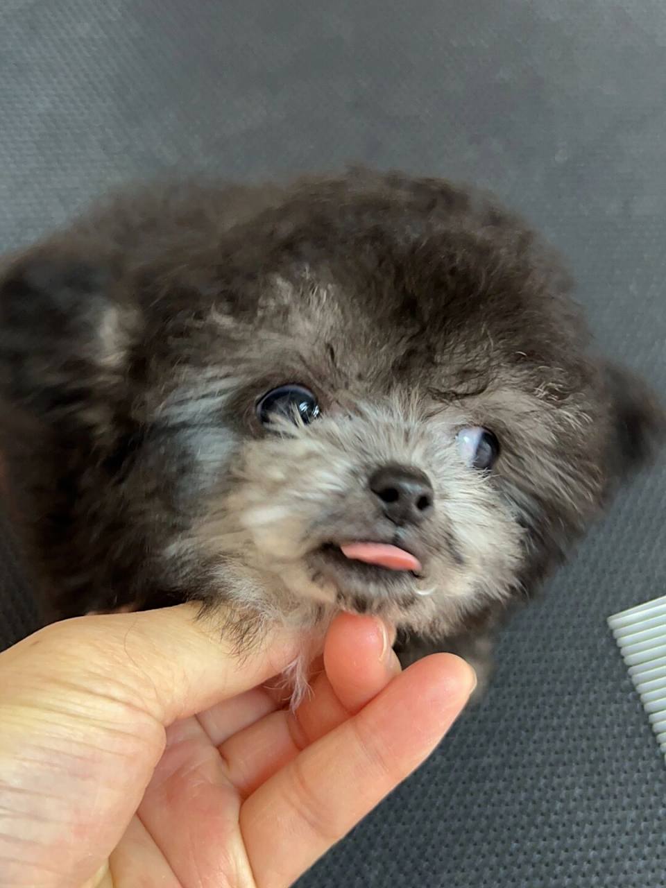 自然飞耳!灰泰迪,找家!