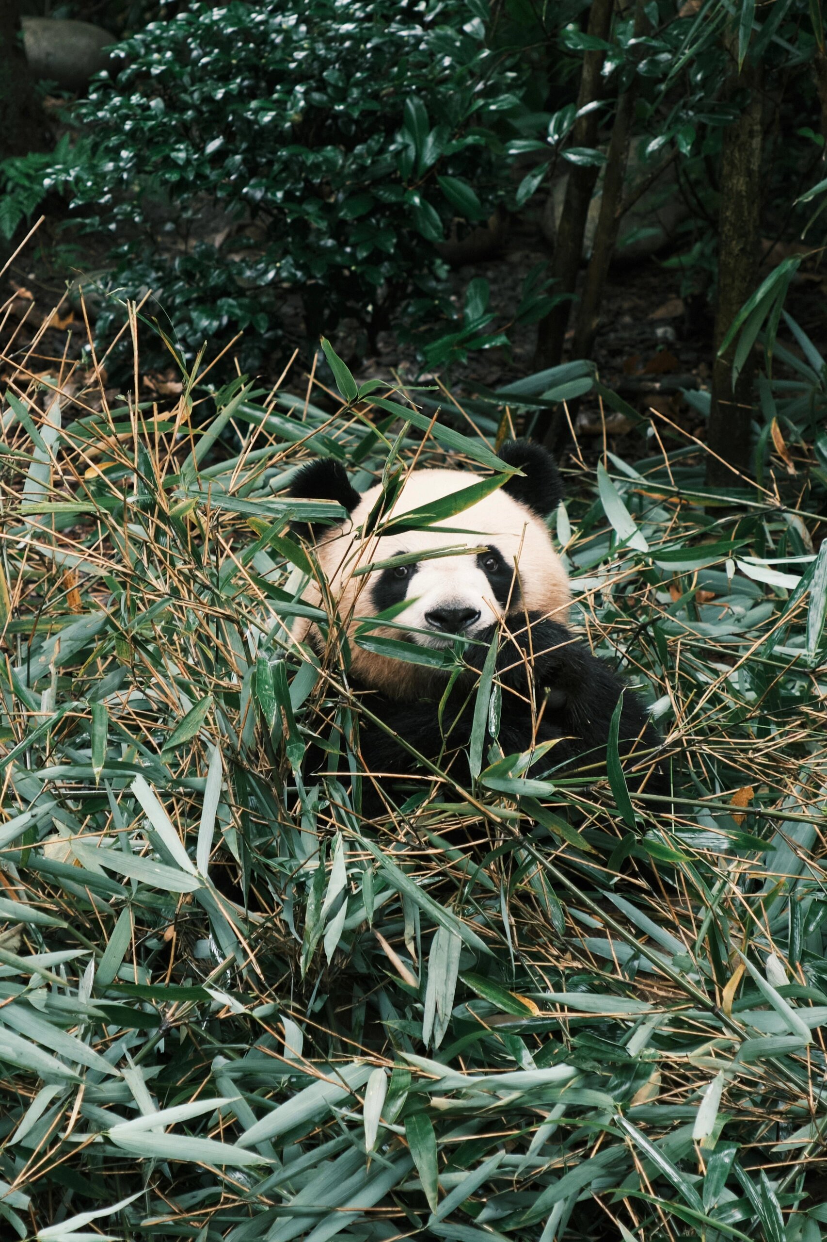 成都熊猫谷最全游玩攻略!建议收藏