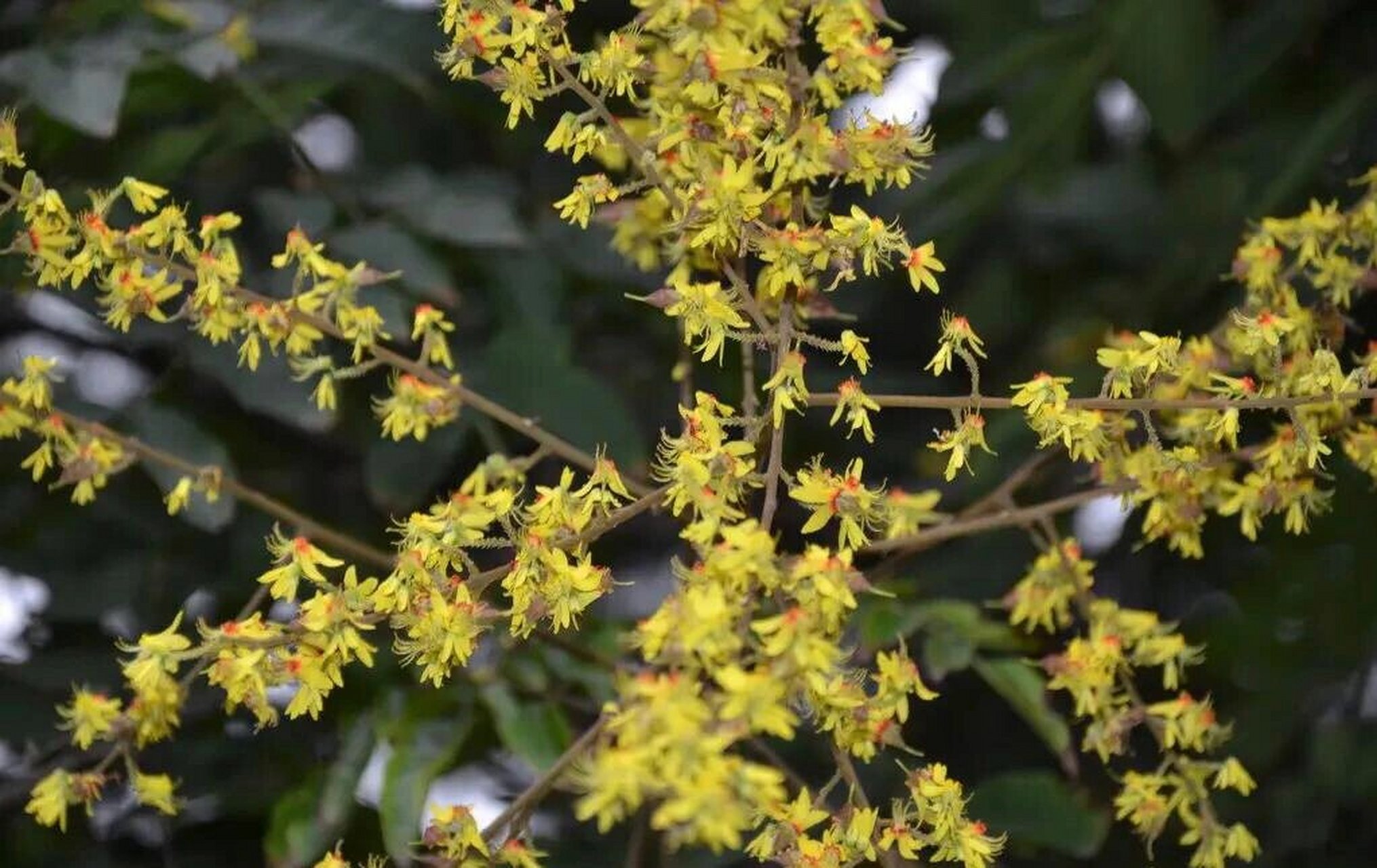 路边植物园|黄山栾树 还没来得拍栾树散落一地的小黄花,不知从什么
