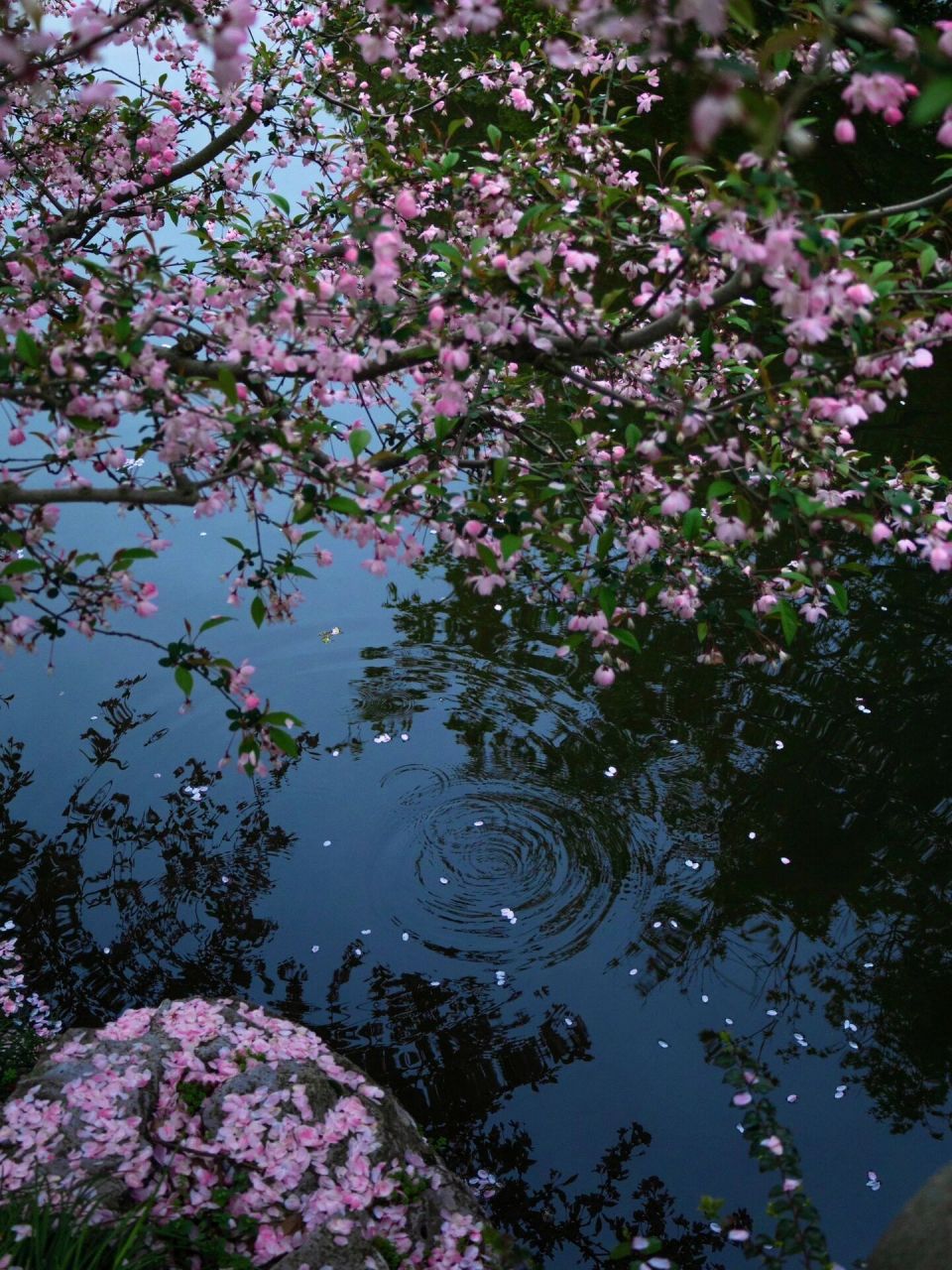 "时有落花至,远随流水香" ·  西湖美景三月天 小雨淅沥沥的杭州 抬伞