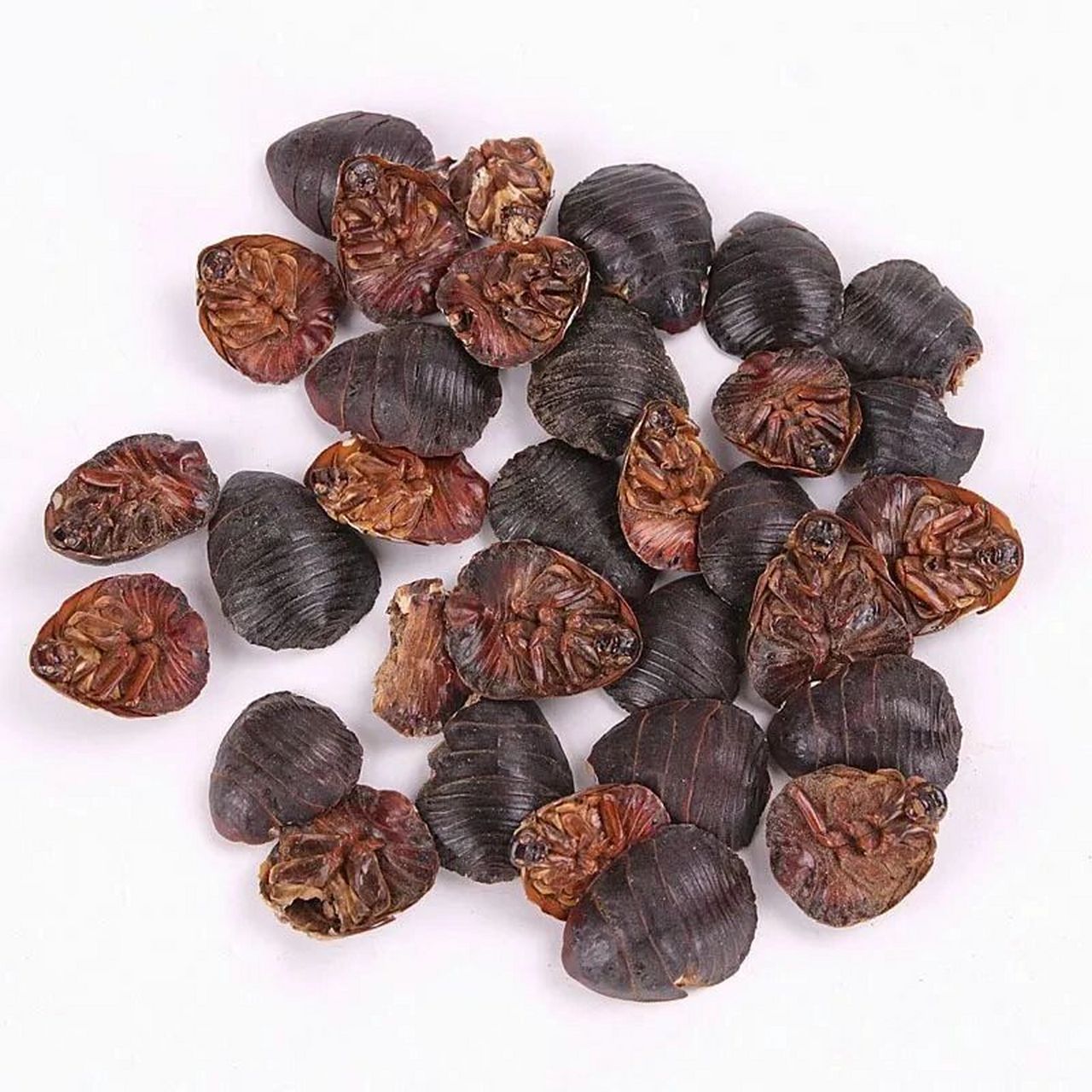 每日一药(活血疗伤药～土鳖虫) 性味归经// 咸,寒;有小毒.归肝经.