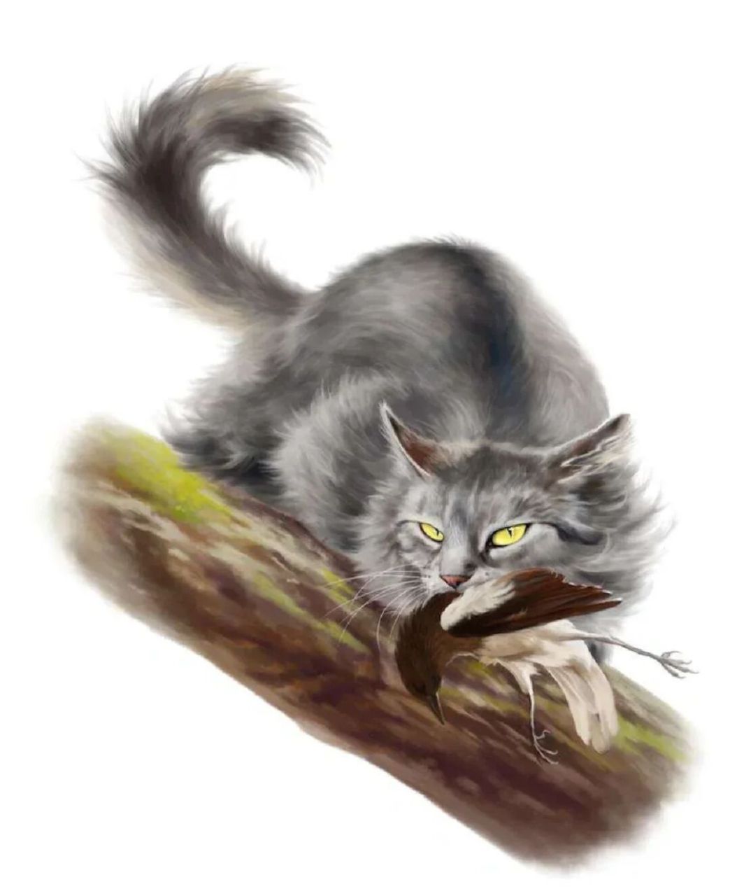 猫武士公猫选帅大赛,第一期 1.暴毛 2.风皮 3.火星 4.黑莓星 5.