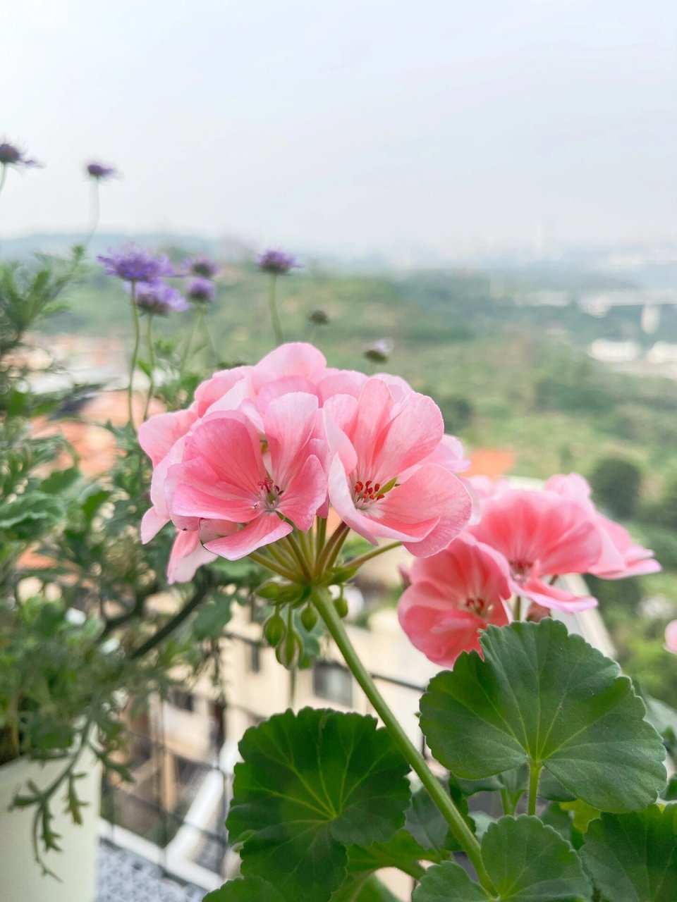 勤花天竺葵菲舍857 感觉一直都在开,花球比丹麦女王或者公主的大.