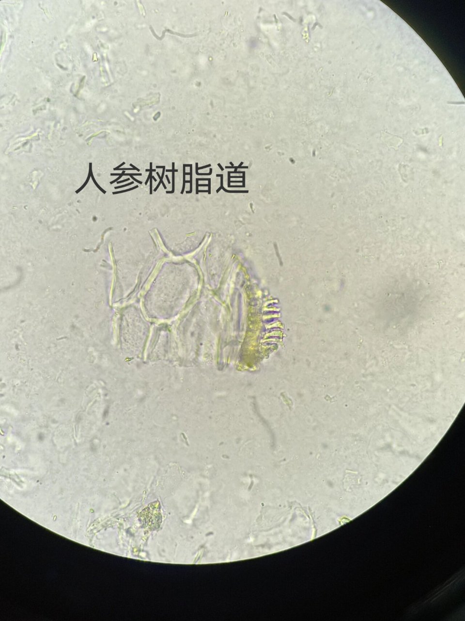 淀粉粒--椭圆形(单粒) 	 人参 ·树脂道--含黄色内分泌物 ·草酸钙