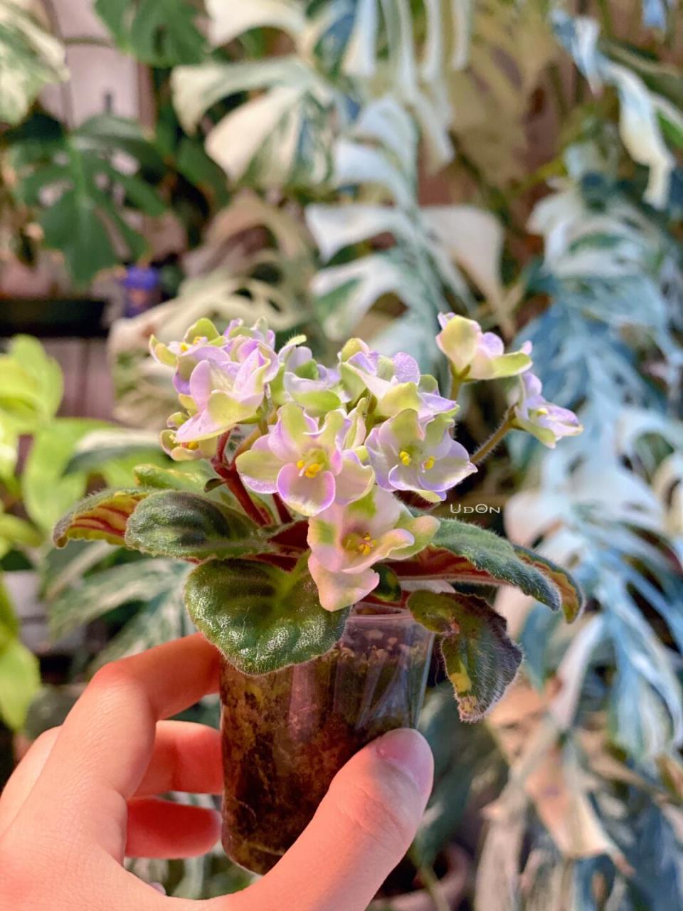 我终于又养爆花了一颗非洲堇 这颗品种是emerald love sport 301