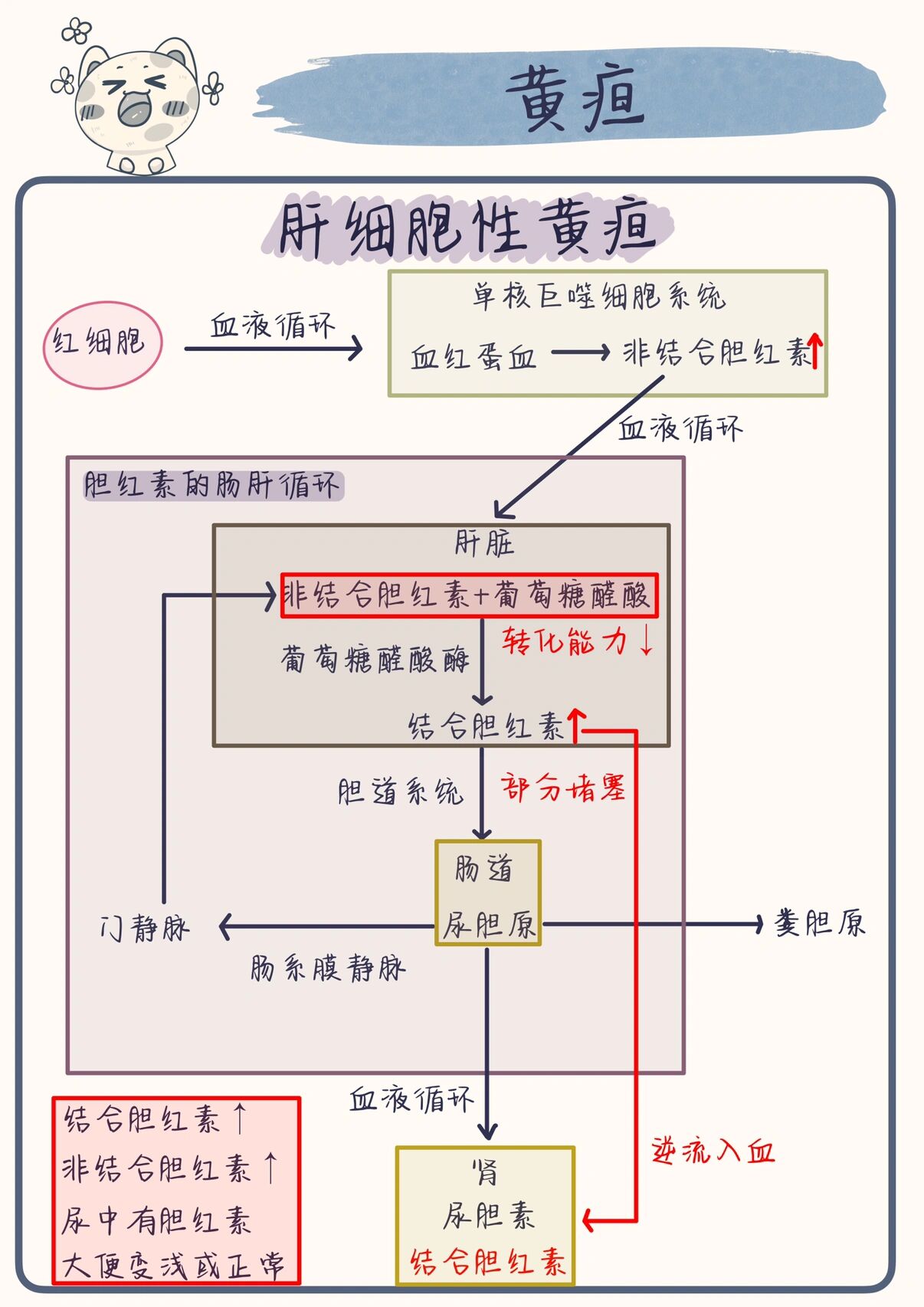 胆红素代谢途径图ppt图片