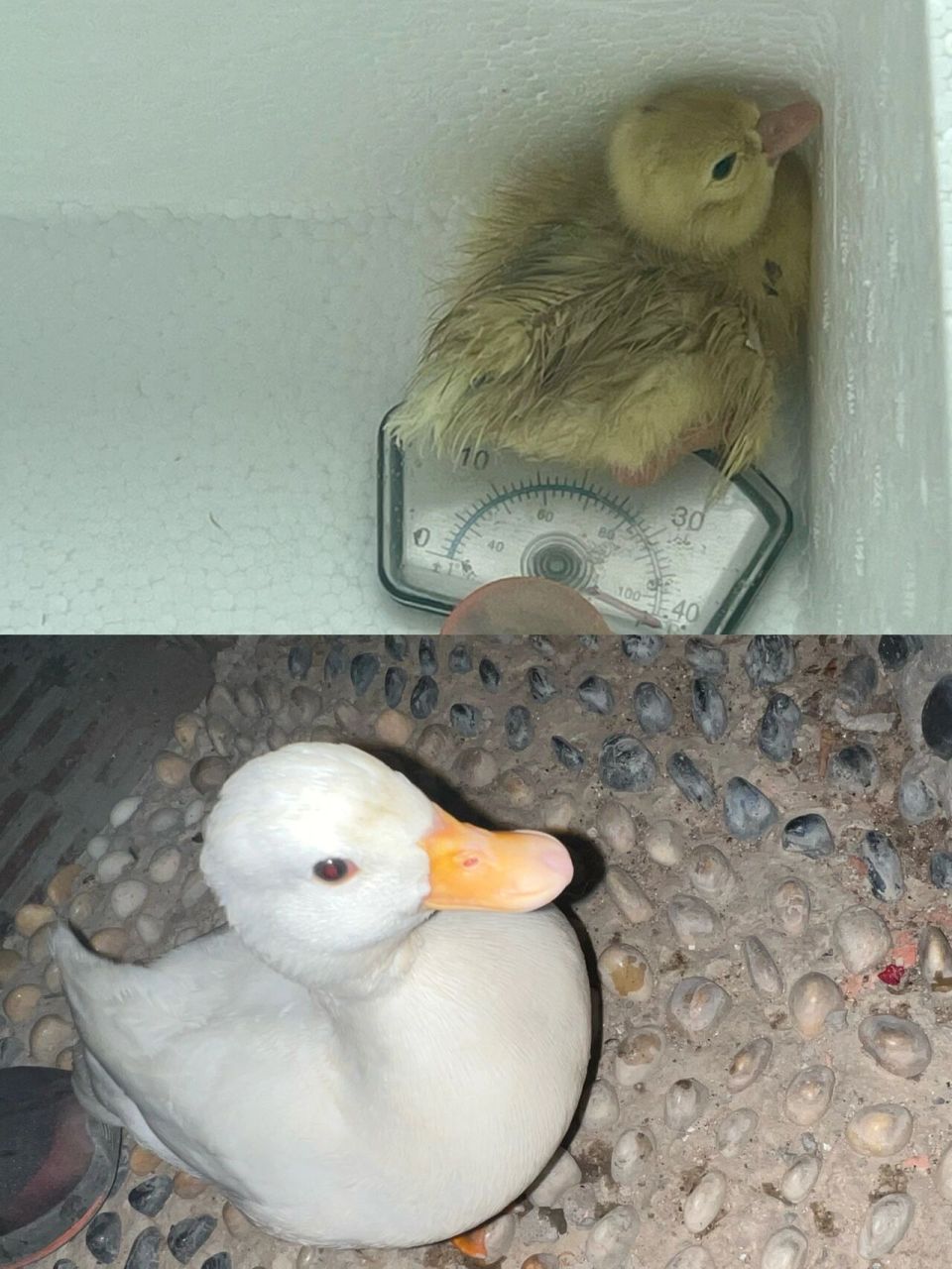 下图是他妈妈的样子 烦请大家写在评论区让我选一