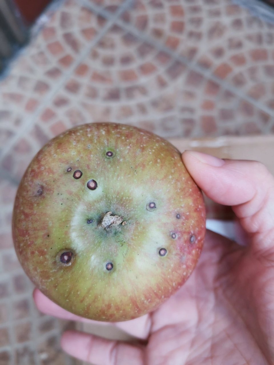 网购的糖心丑苹果,实在是.无语,有没有亲能解答下这是丑?还是烂?