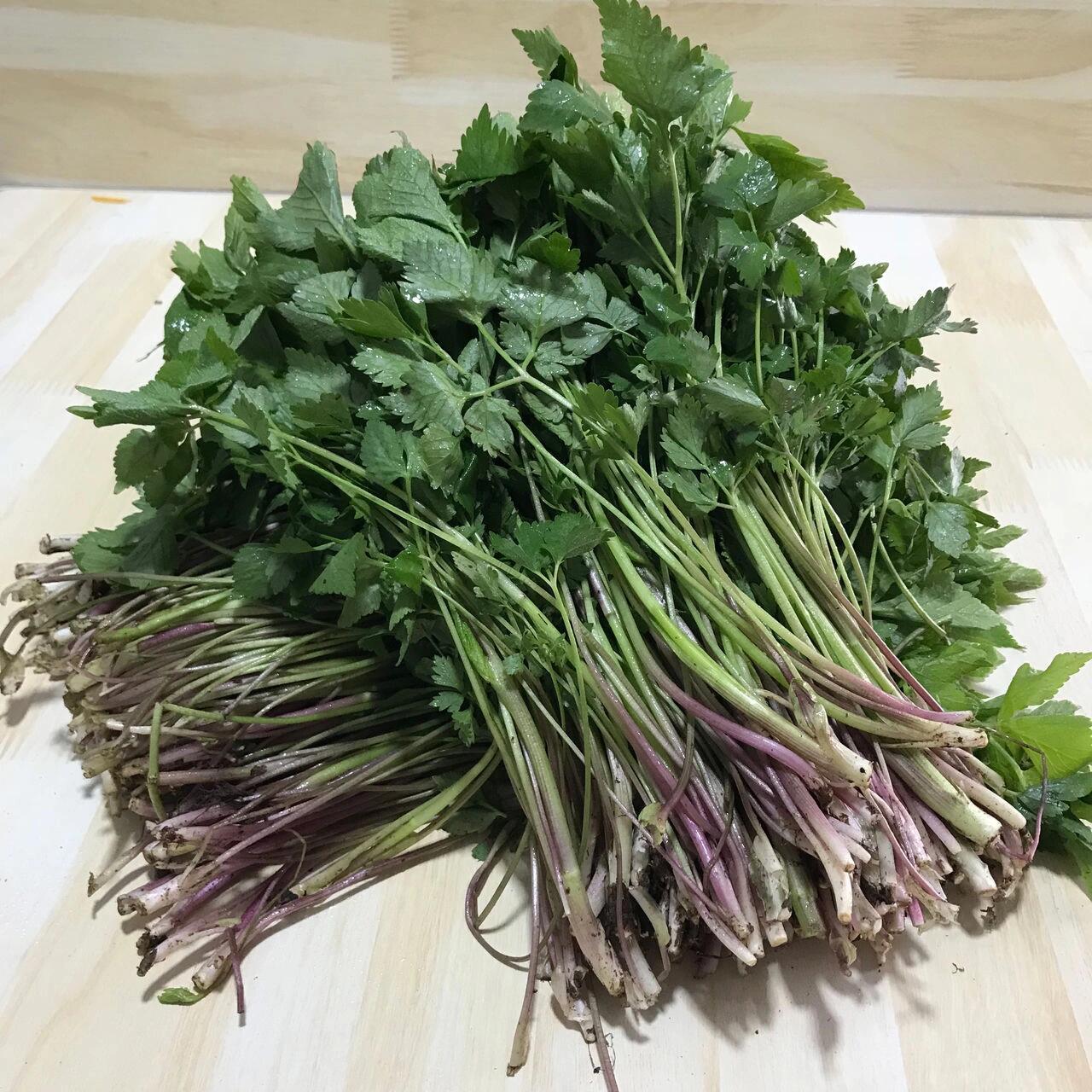 长白山 野菜季 山芹菜大包子 山芹菜有降血脂降血糖,缓解类风湿性关节