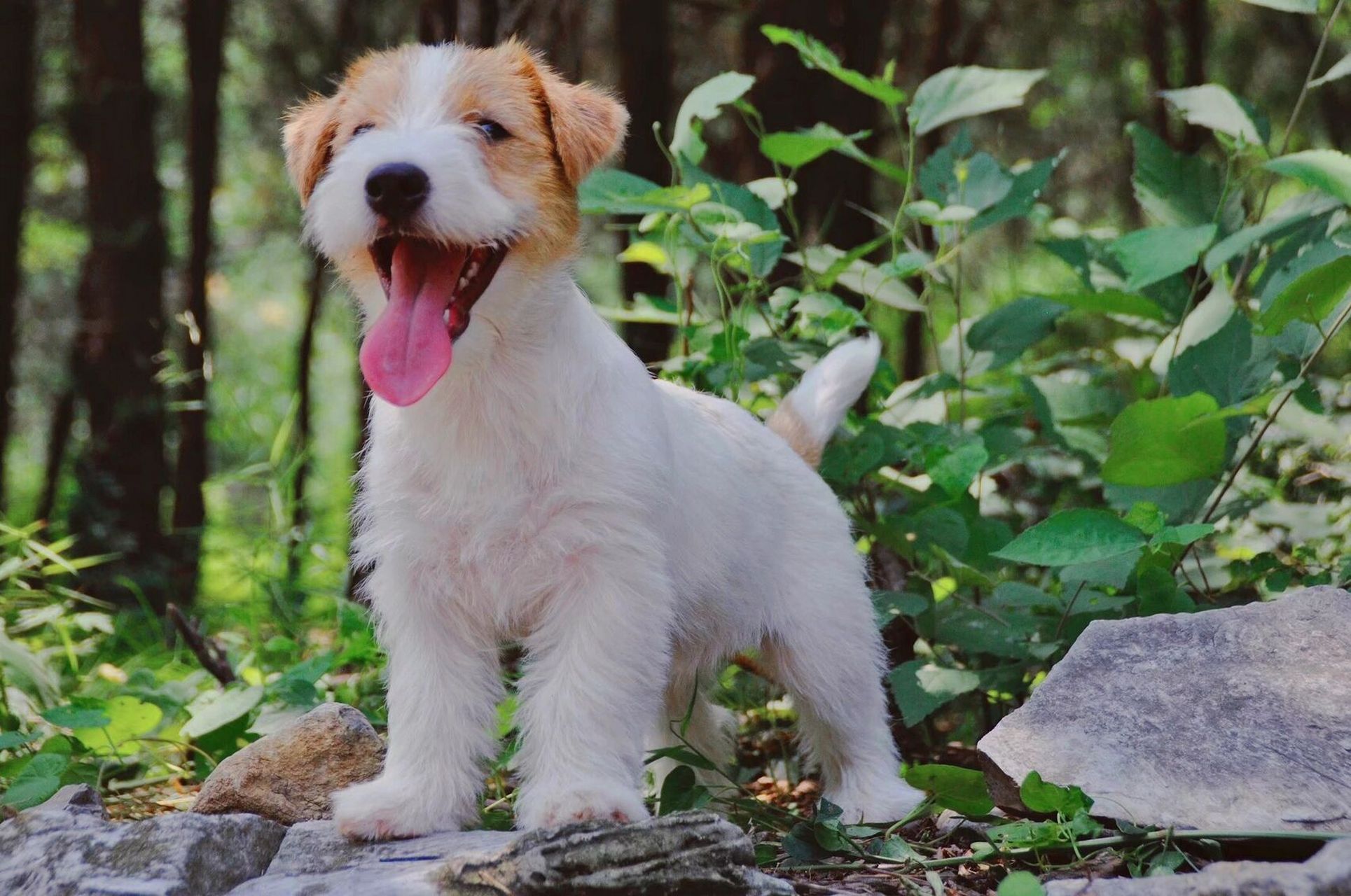 杰克罗素梗 刚毛,平毛,碎毛你更爱哪一款00 杰克罗素梗