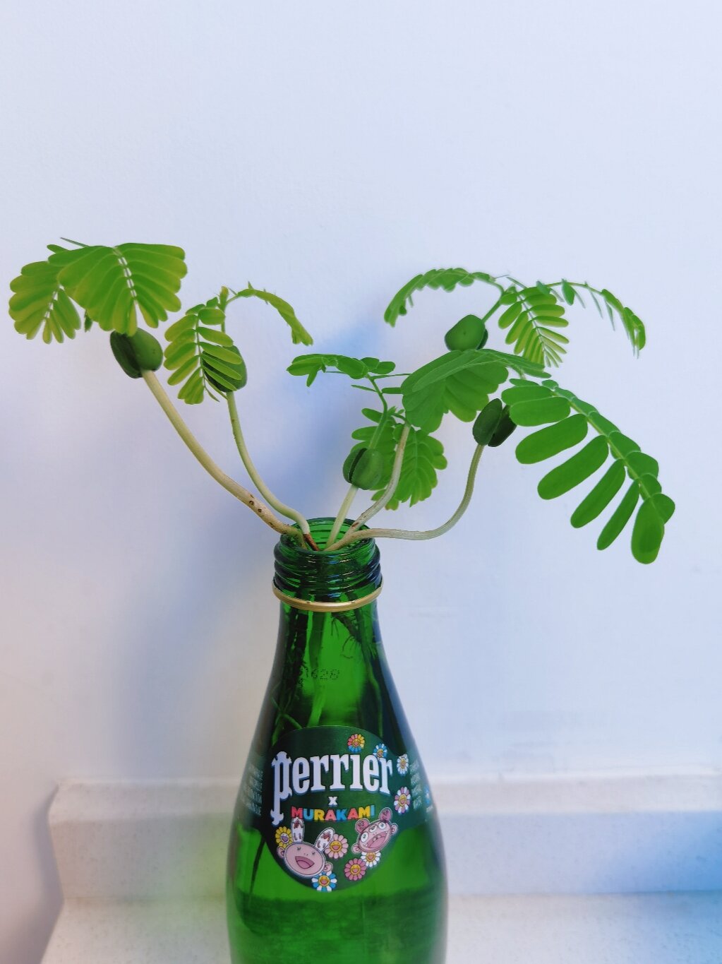 酸角生长记 从种子到"大树",看到就开心!