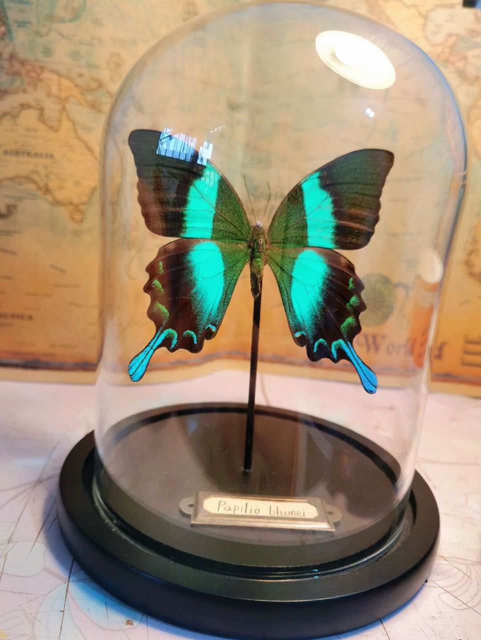 蓝尾翠凤蝶 是一种中大型蝴蝶.