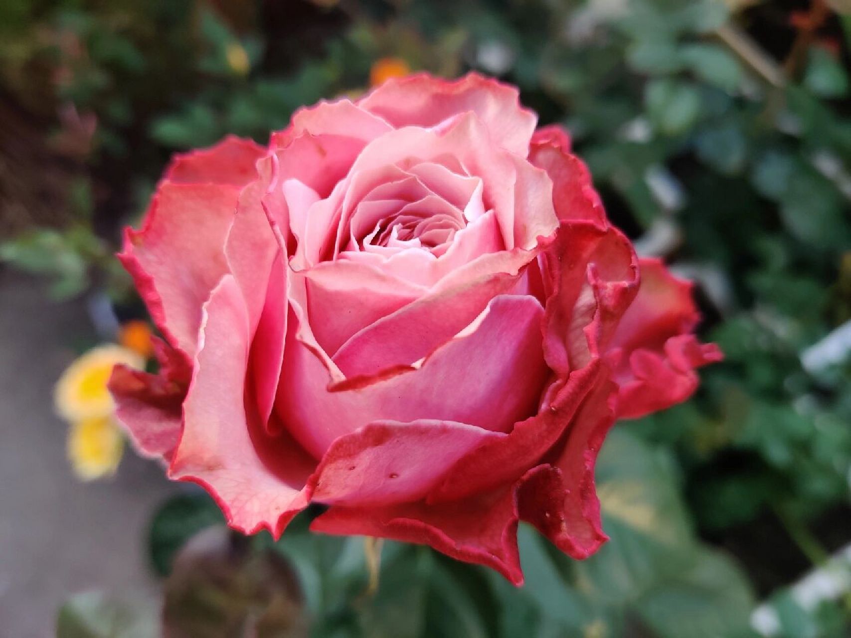 伯利兹月季,虽然冷门但是美啊 作为鲜切花,她是有名的铁头 但是作为