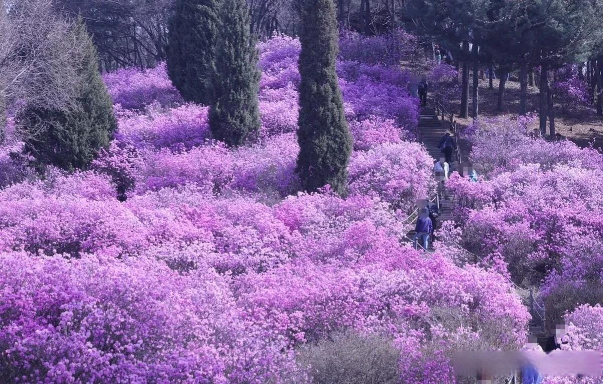 富川花海图片