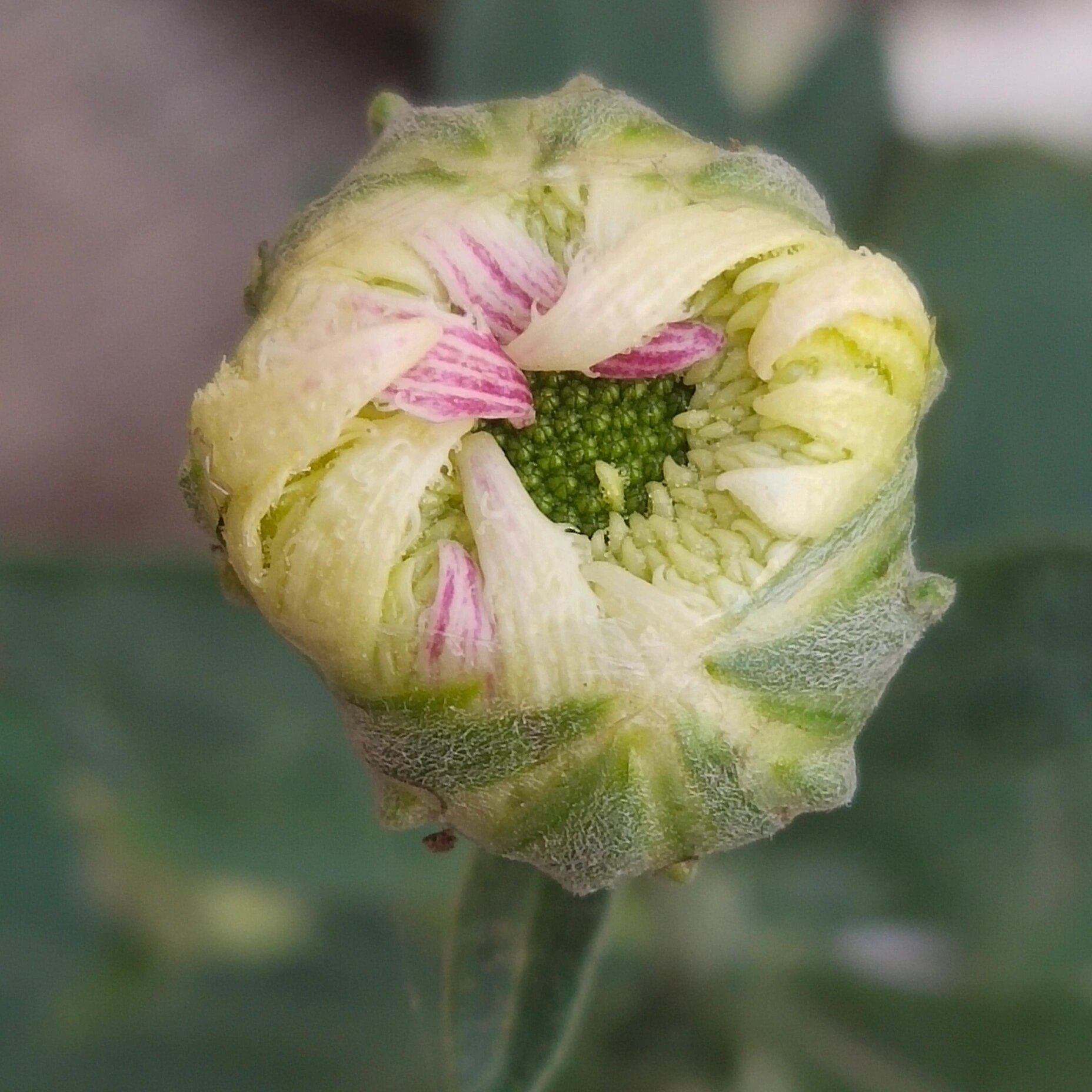 怀菊花的显微鉴定图片图片