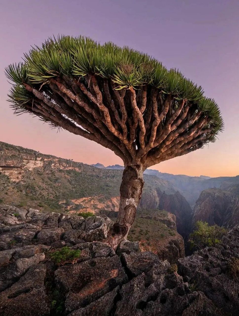 传说中"失落的世界"索科特拉岛 | 也门 在印度洋不远的亚丁湾 与一个