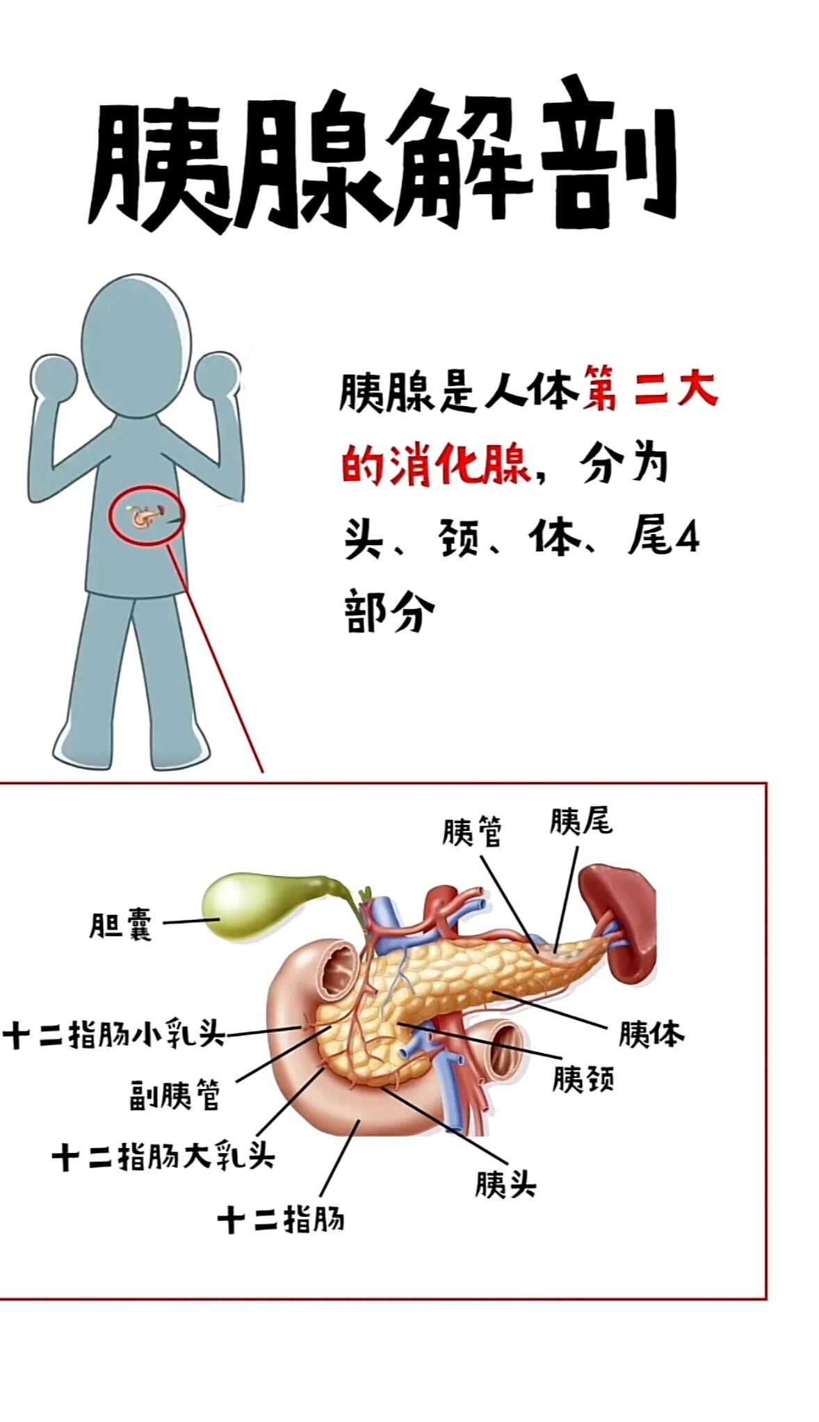 胰腺的解剖结构