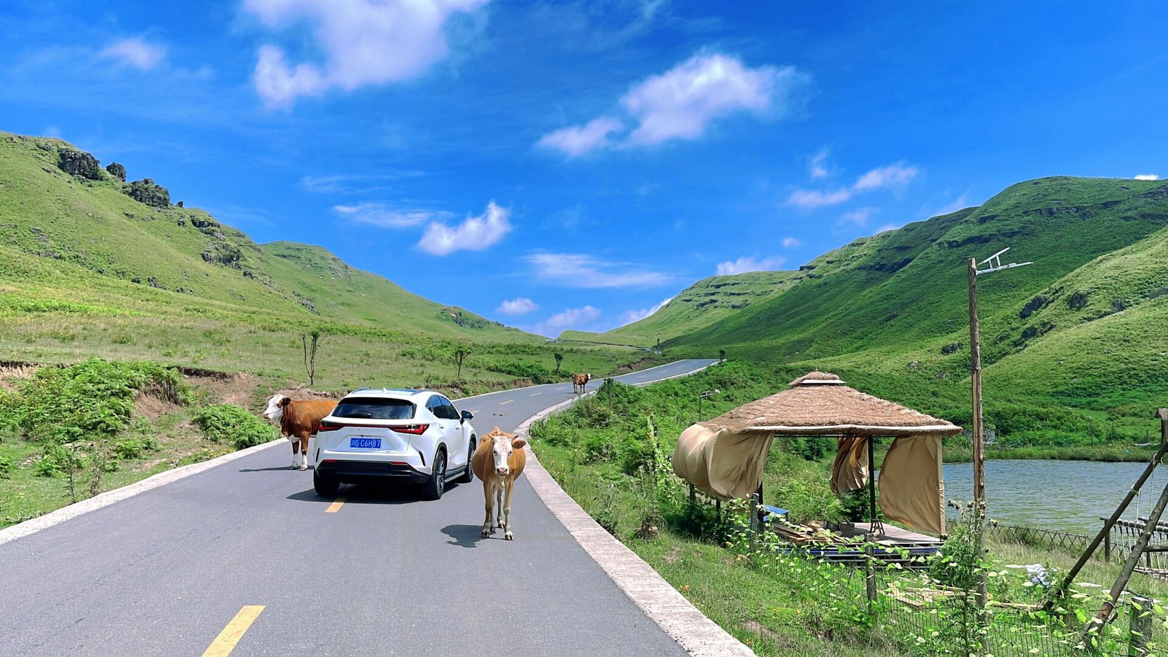 贵州·阿西里西大草原!强烈推荐     太美太治愈了