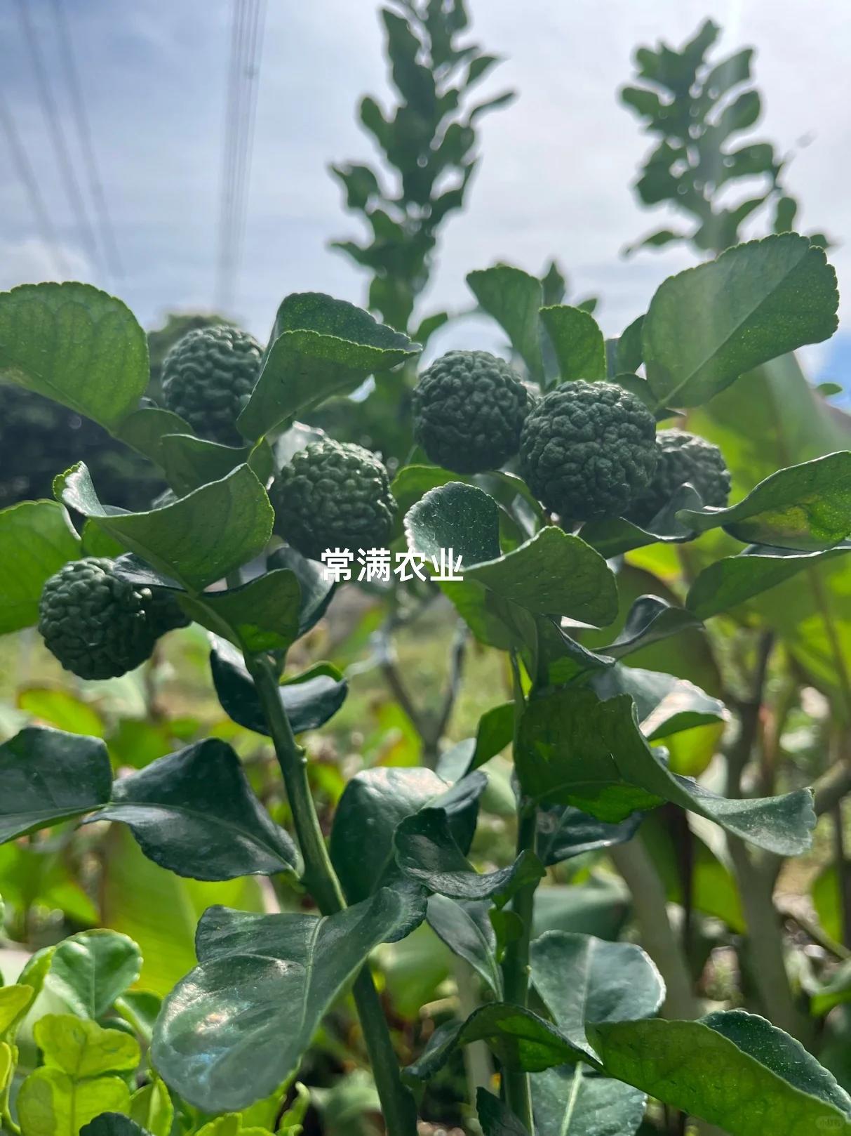 皱皮柠檬树苗 泰国纯正品种 两种树形  可以挑选树形