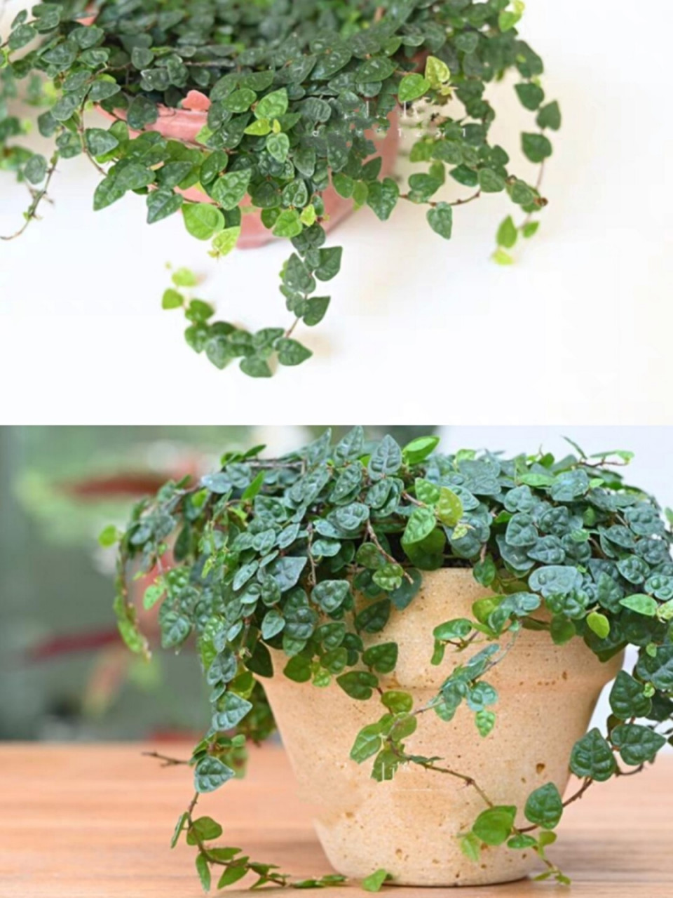 桌面萌系·好养易存活·小型绿植 无论是办公室桌,化妆台桌还是书桌