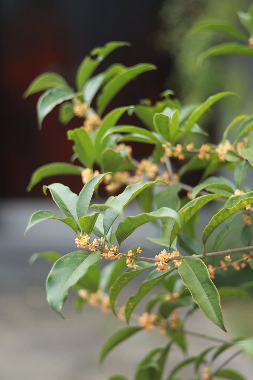 所念皆所愿所求皆所得|海盐金粟寺 海盐金粟寺,距今已经有1700多年