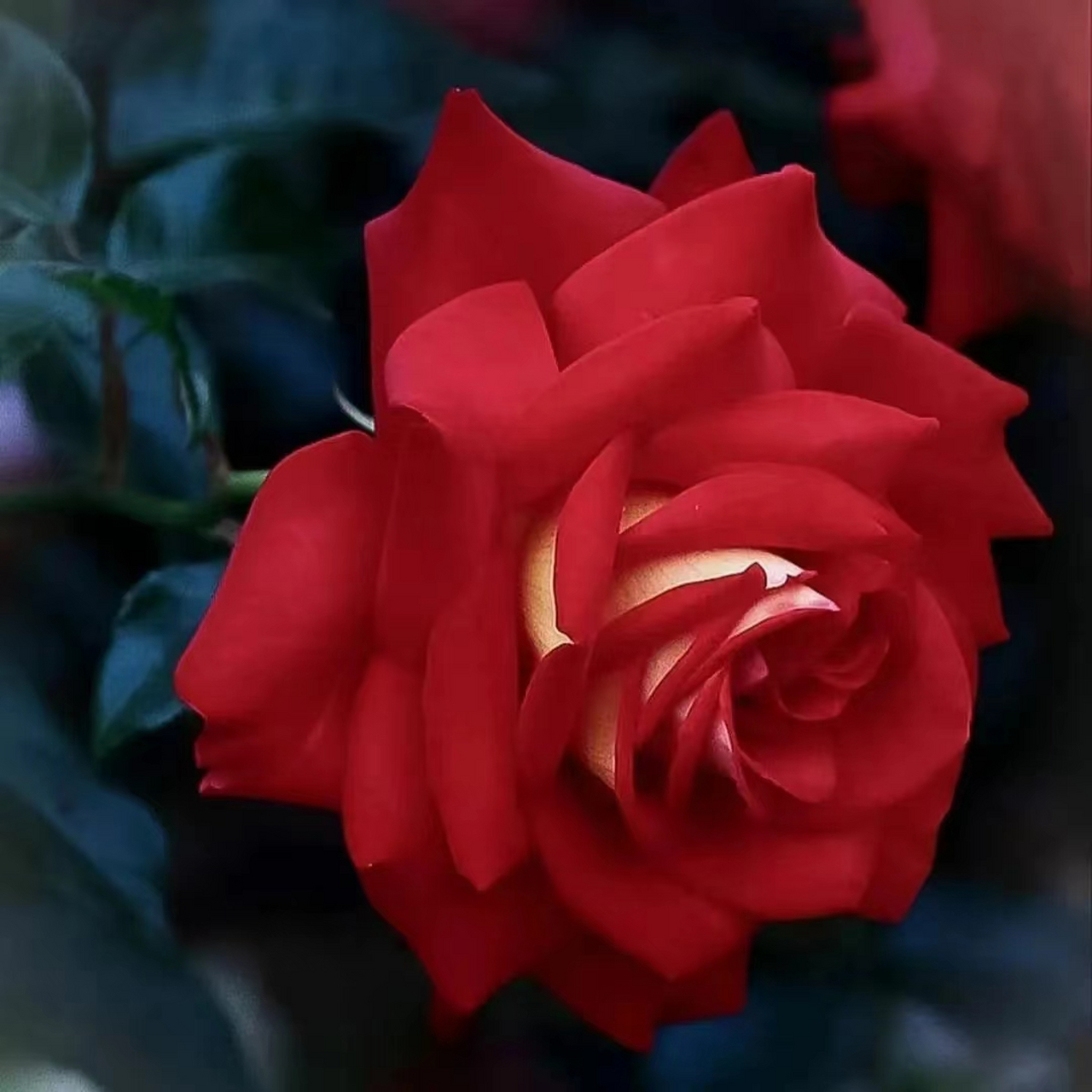 50岁微信头像什么最适合 中年女性可以使用简单干净的花做头像94