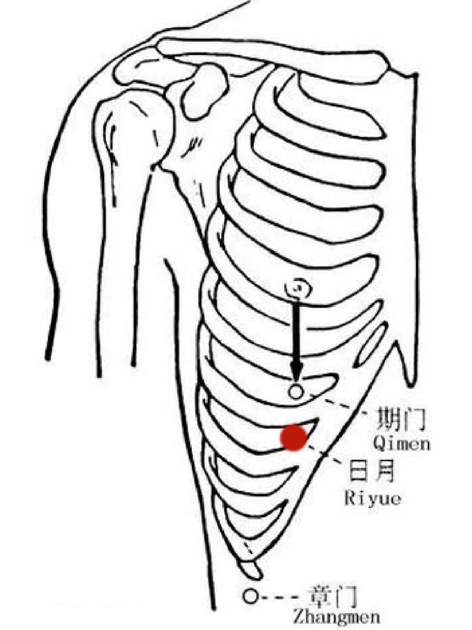 胆囊炎,胆结石,胃胀溃疡,肝胁疼找日月穴 今天要分享一个日月穴,是