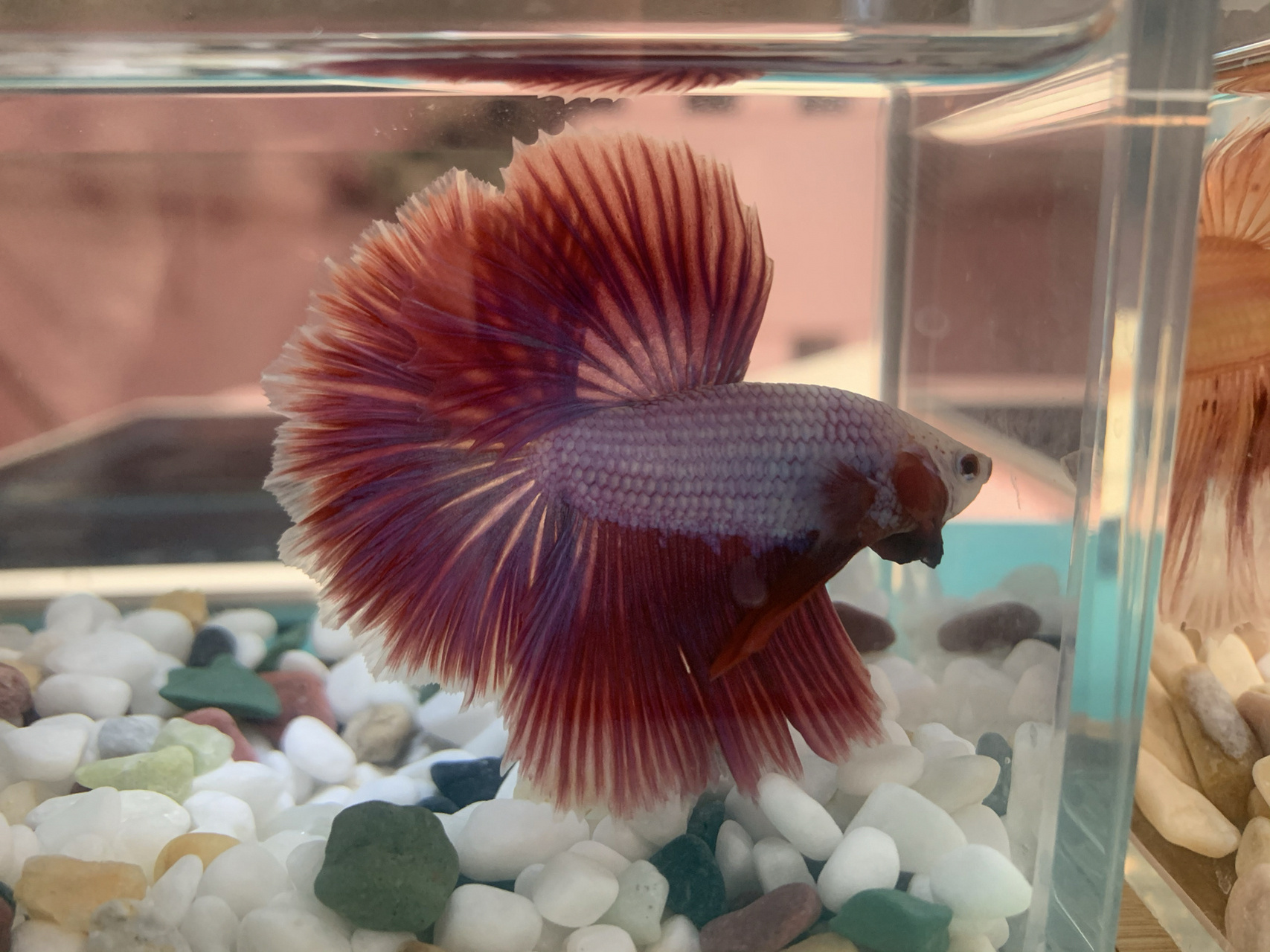 斗鱼夹尾 到底该用什么水养斗鱼 julia 来我家没多久就出现了夹尾的