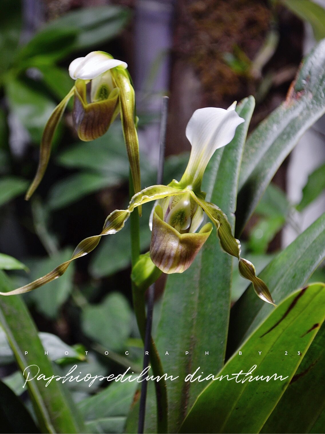 长瓣兜兰|夏至开花的战斗兜
