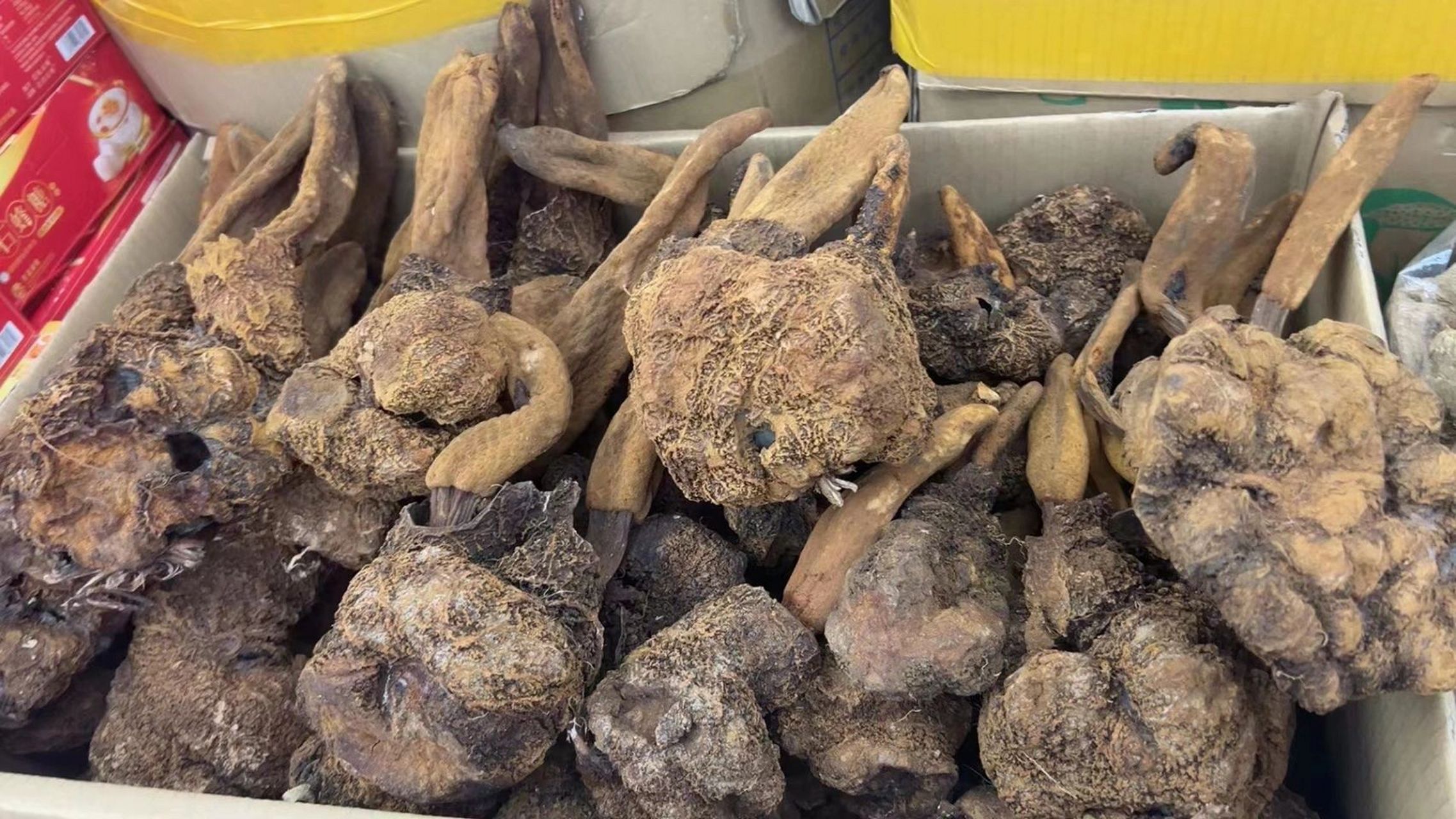 【野生锁阳】又叫顶天柱,泡酒煲汤第一[强] 【野生锁阳】又叫顶天柱