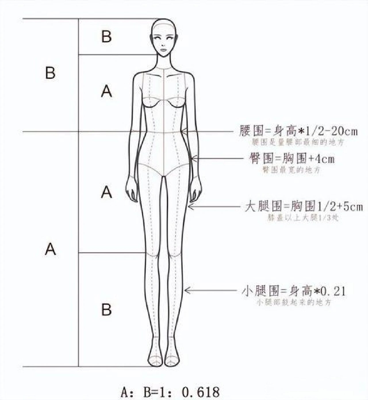 黄金比例人体身高图片