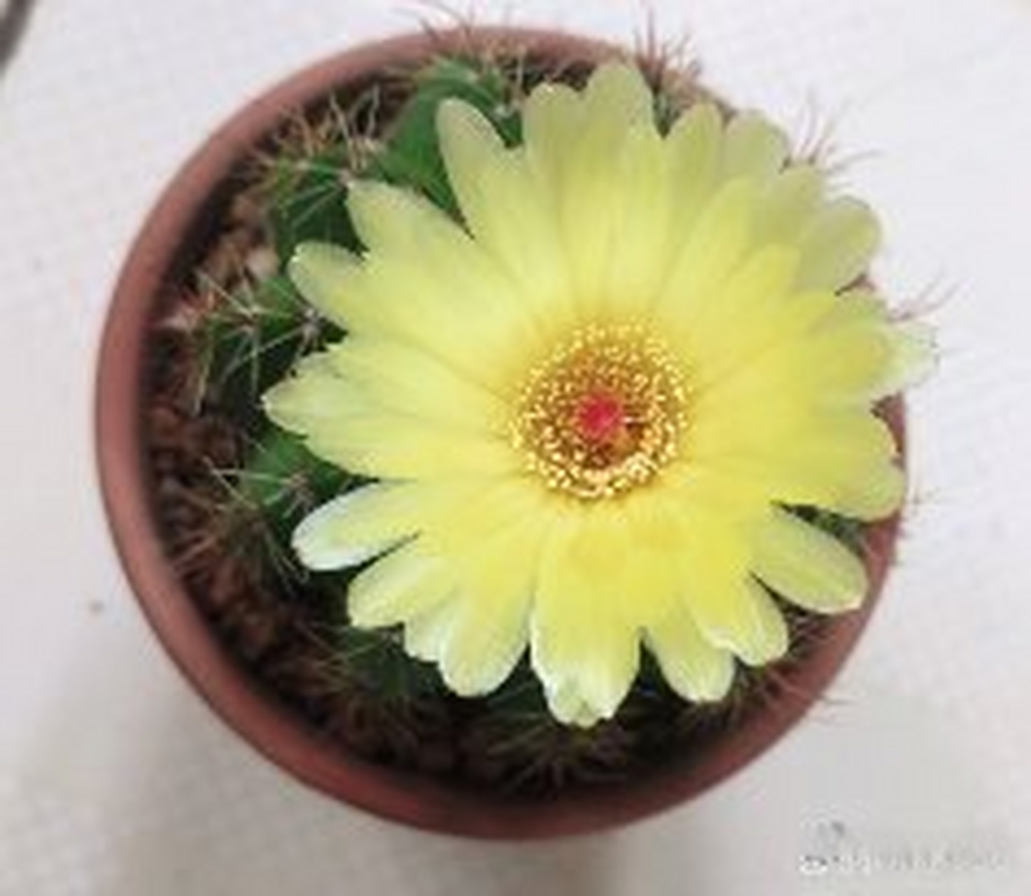 仙人球黄花青王丸开花与龙王仙人球的差异 黄花青王丸与龙王仙人