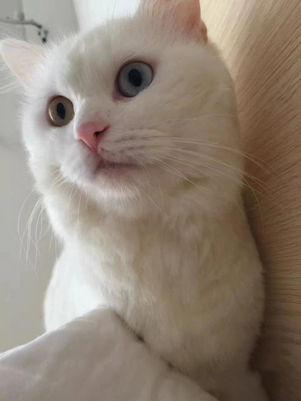 猜一谜题,蓝猫和白猫生的宝宝是什么猫