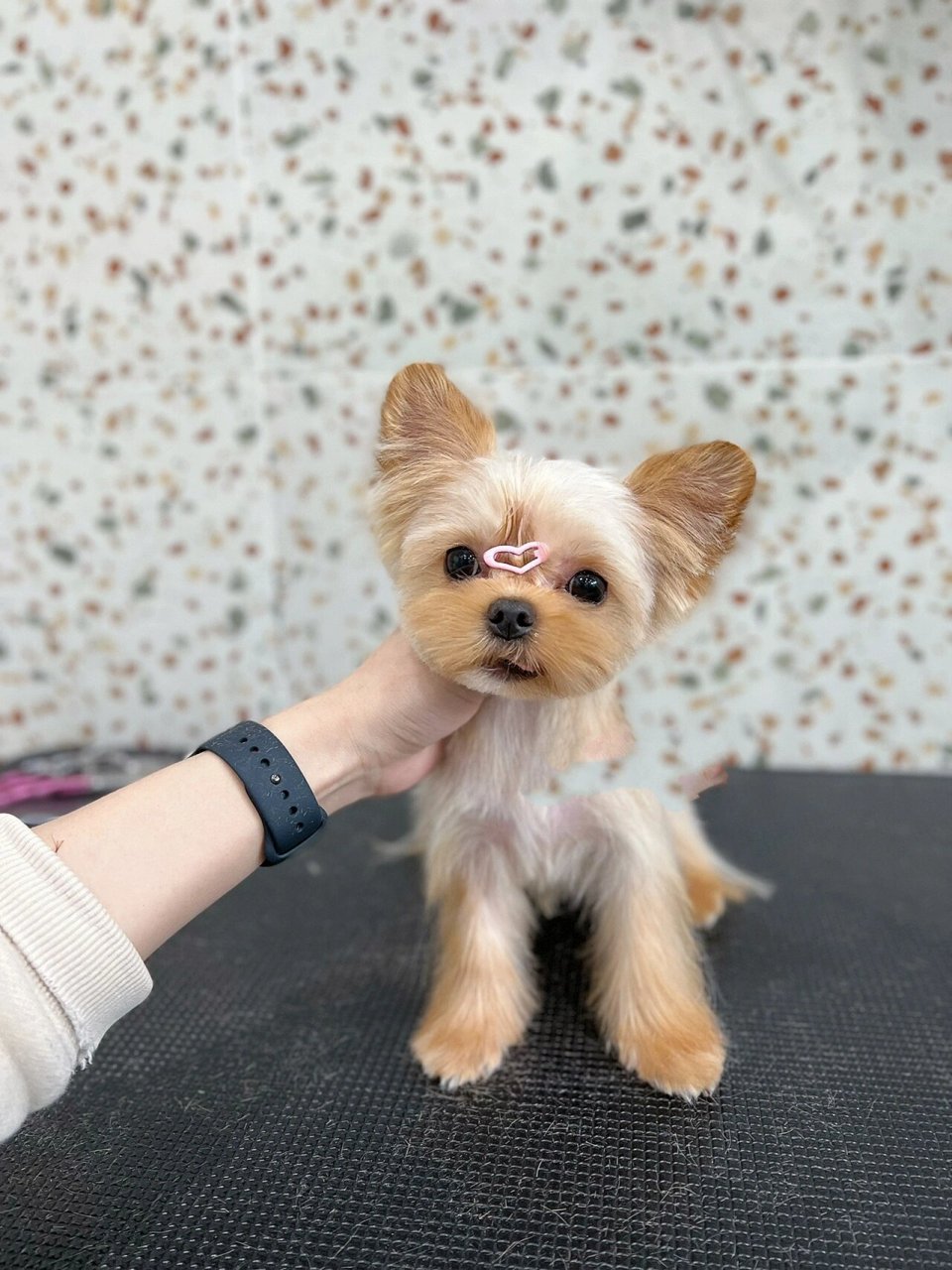 约克夏|解放双手的米奇头02 是不是每次扎完辫子都感觉手要废废的了